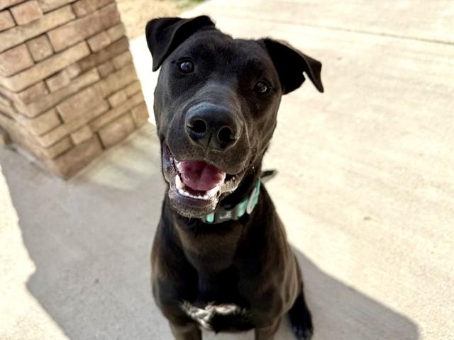 FRANKIE, Adoptable, Young Female Labrador Retriever & Mixed Breed.