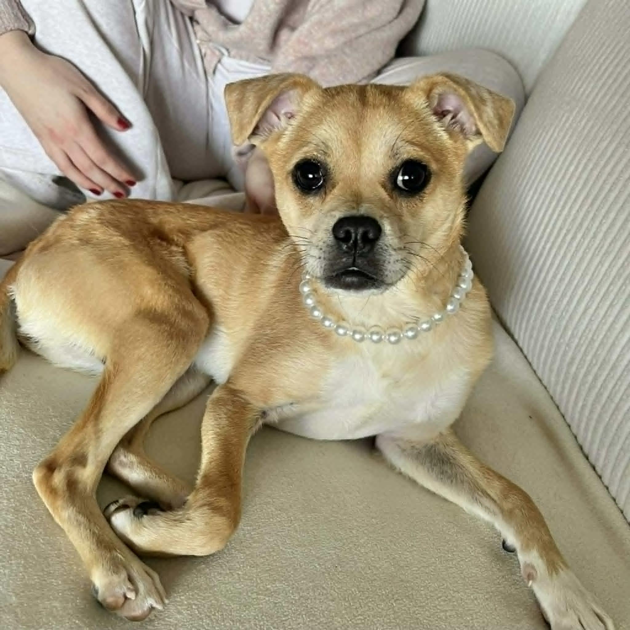 Penny, ADOPTABLE, Young Female Chihuahua & Pug.