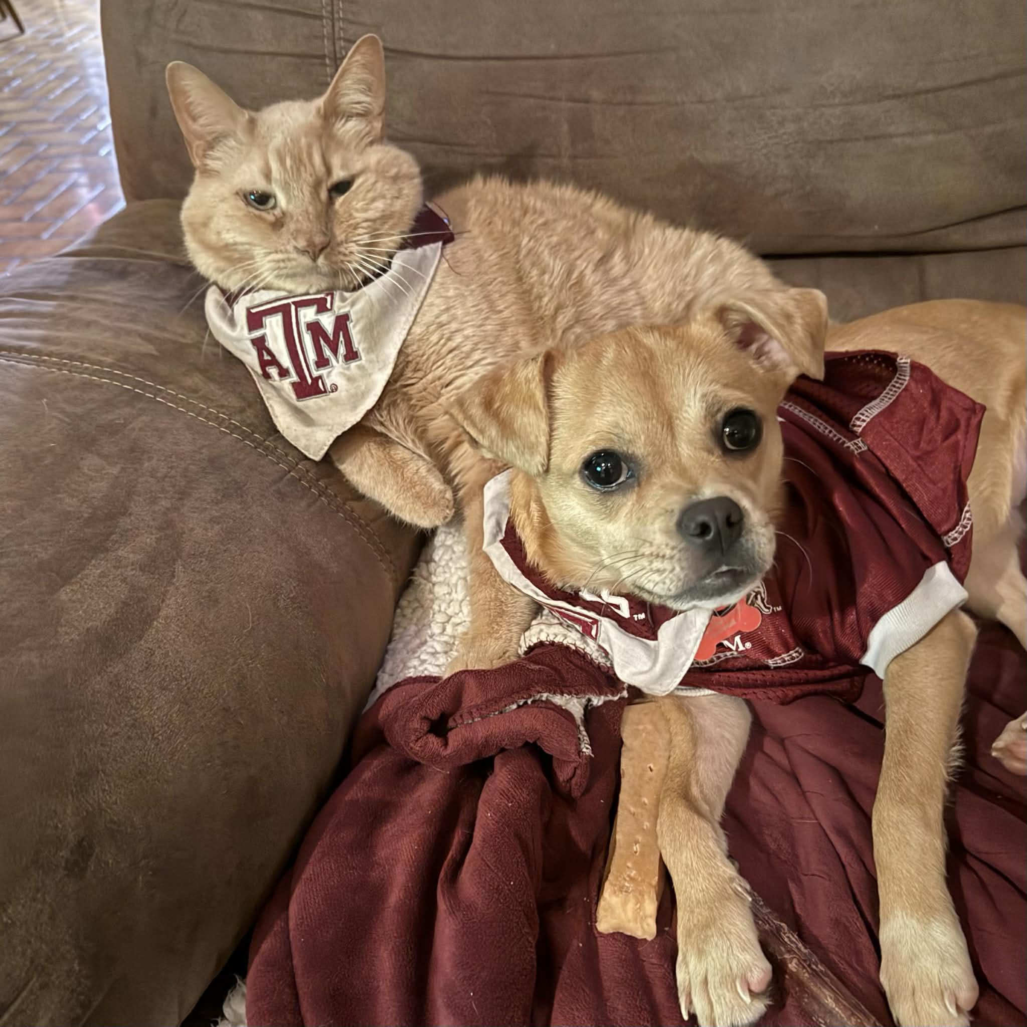 Penny, a ADOPTABLE mixed breed in Boulder, CO image 5/6