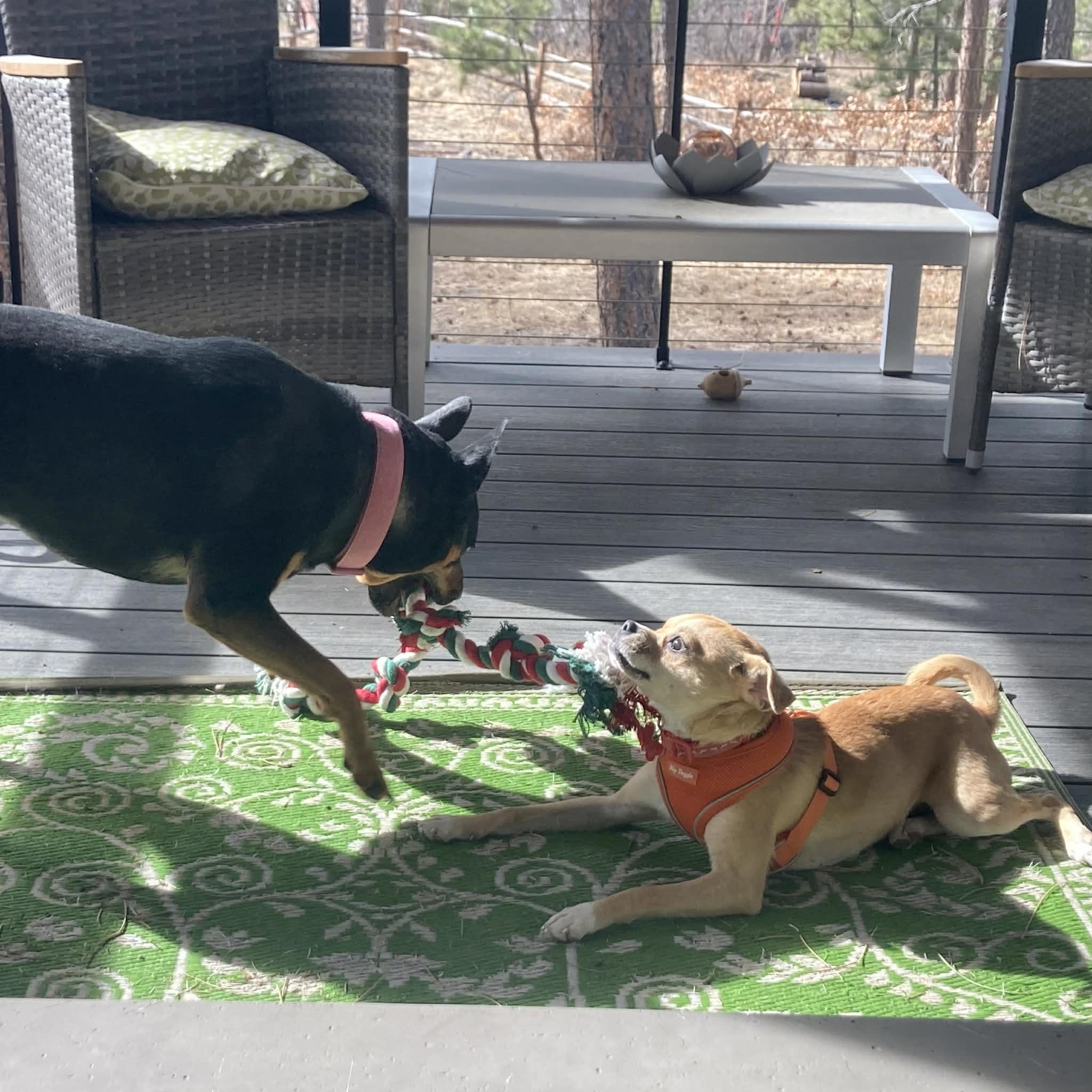 Penny, a ADOPTABLE mixed breed in Boulder, CO image 3/6