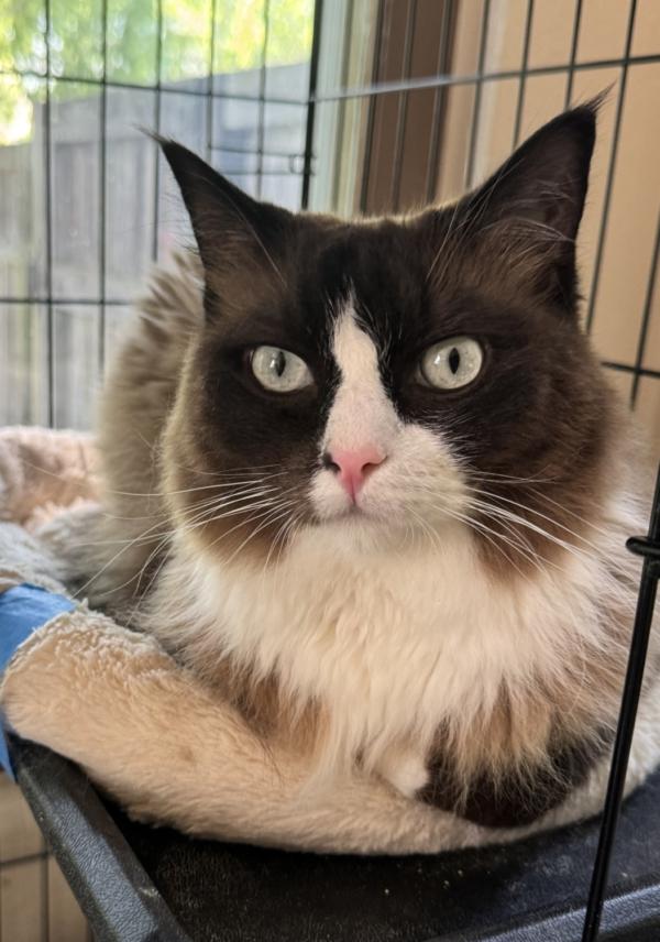 Adopt a Cat Minneapolis Mn: Find Your Perfect Feline Friend Today