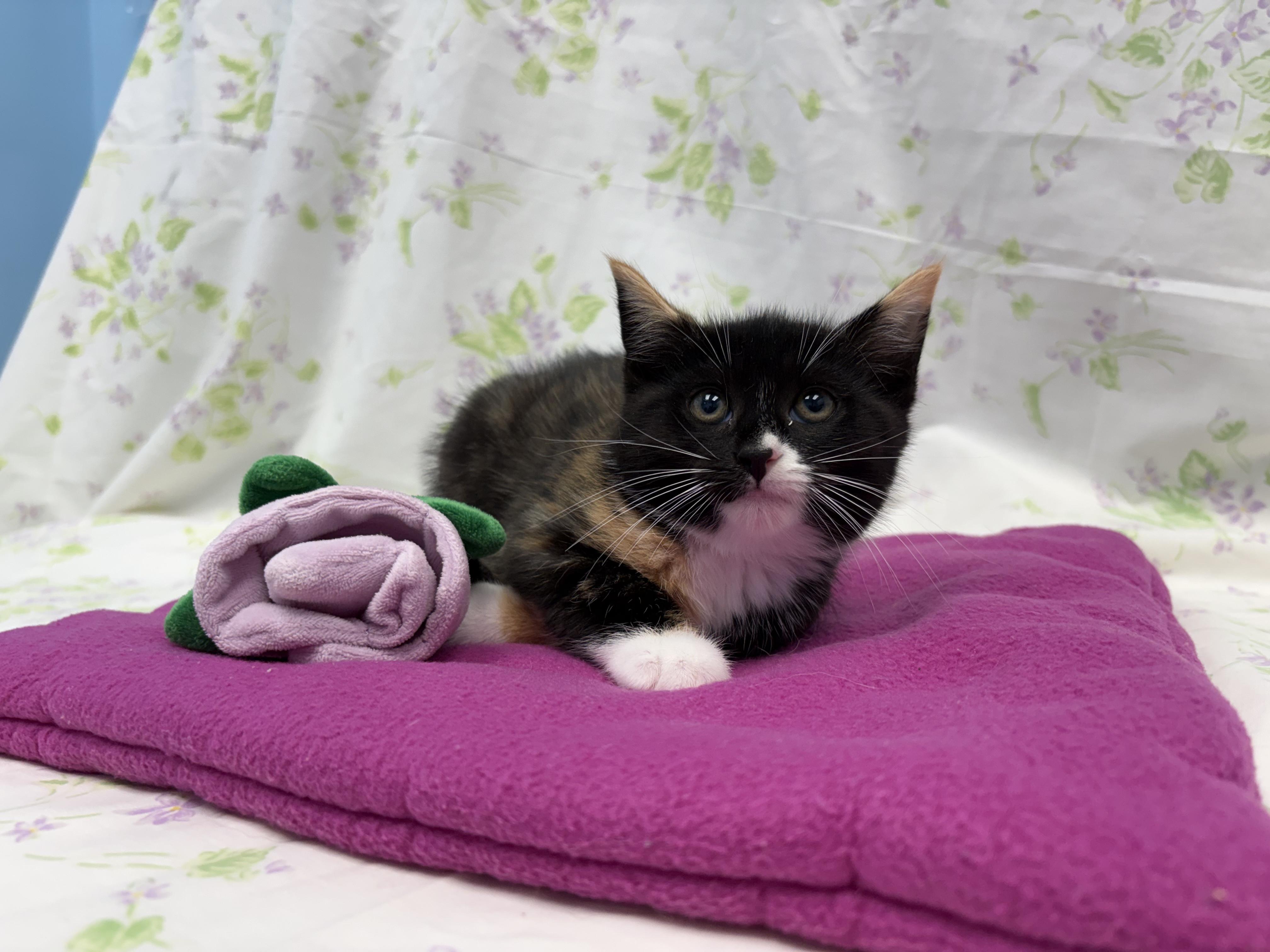 Sappho, ADOPTABLE, Kitten Female Domestic Short Hair.