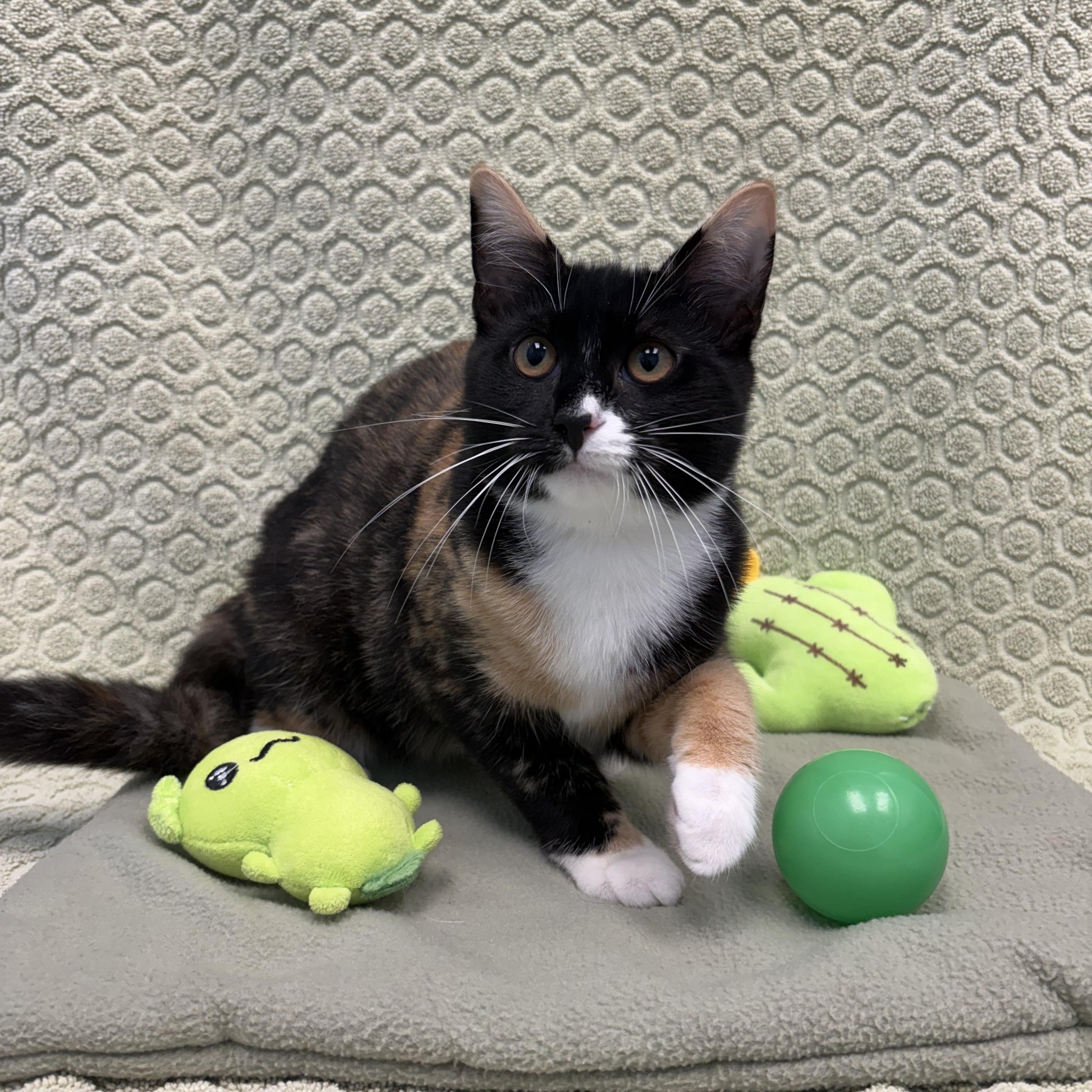 Sappho, a ADOPTABLE Domestic Short Hair in Bear, DE image 2/2