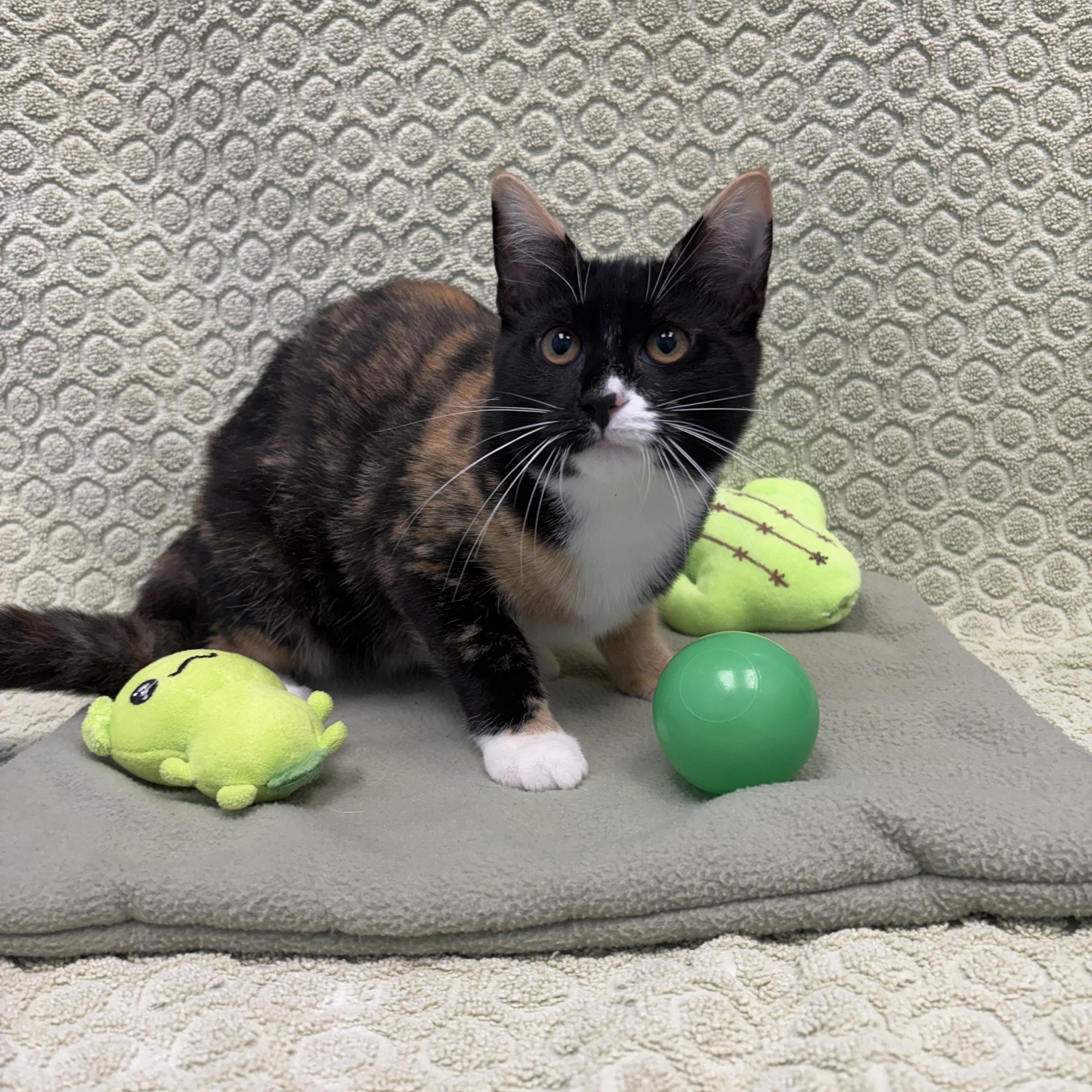 Sappho, ADOPTABLE, Kitten Female Domestic Short Hair.