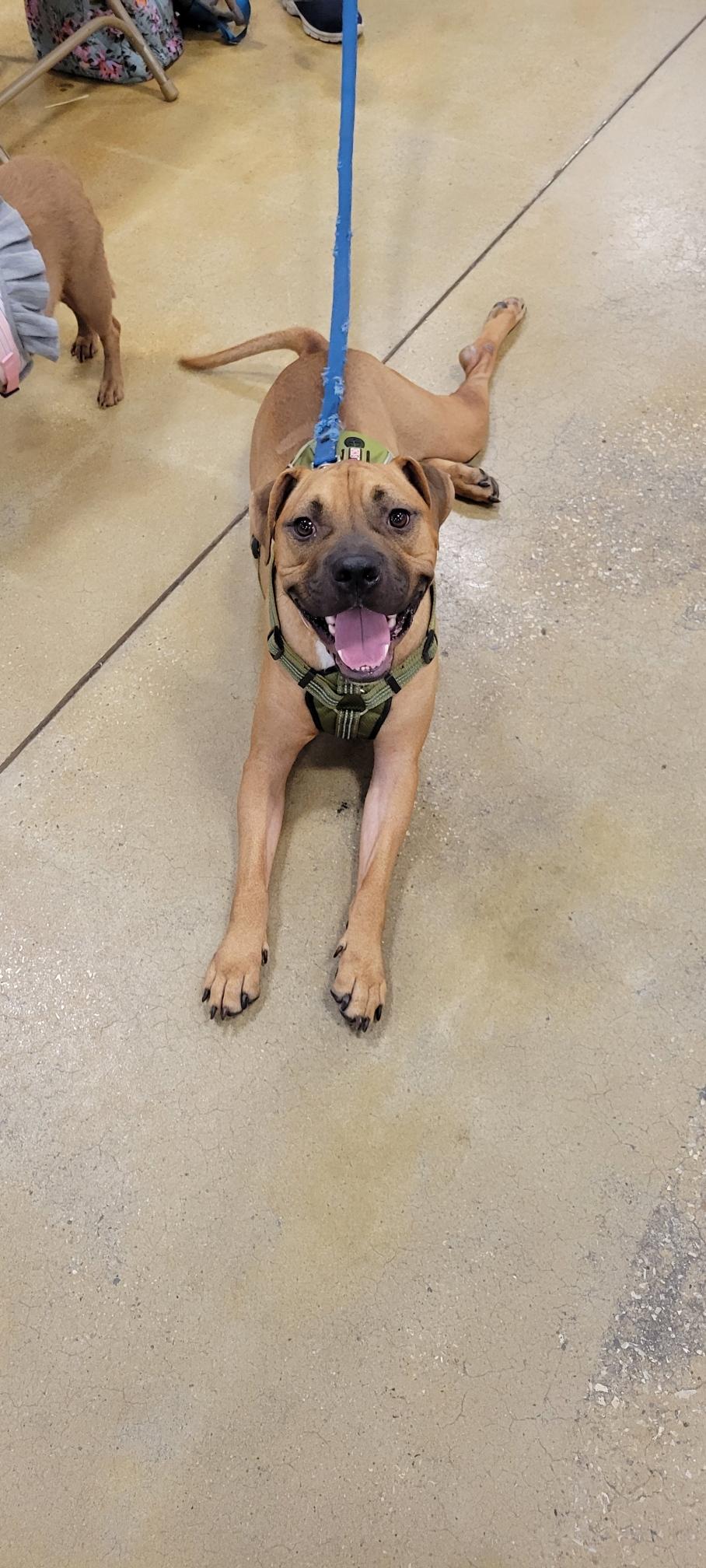 Enlarge George, a Adoptable mixed breed in Savannah, GA image 1/2