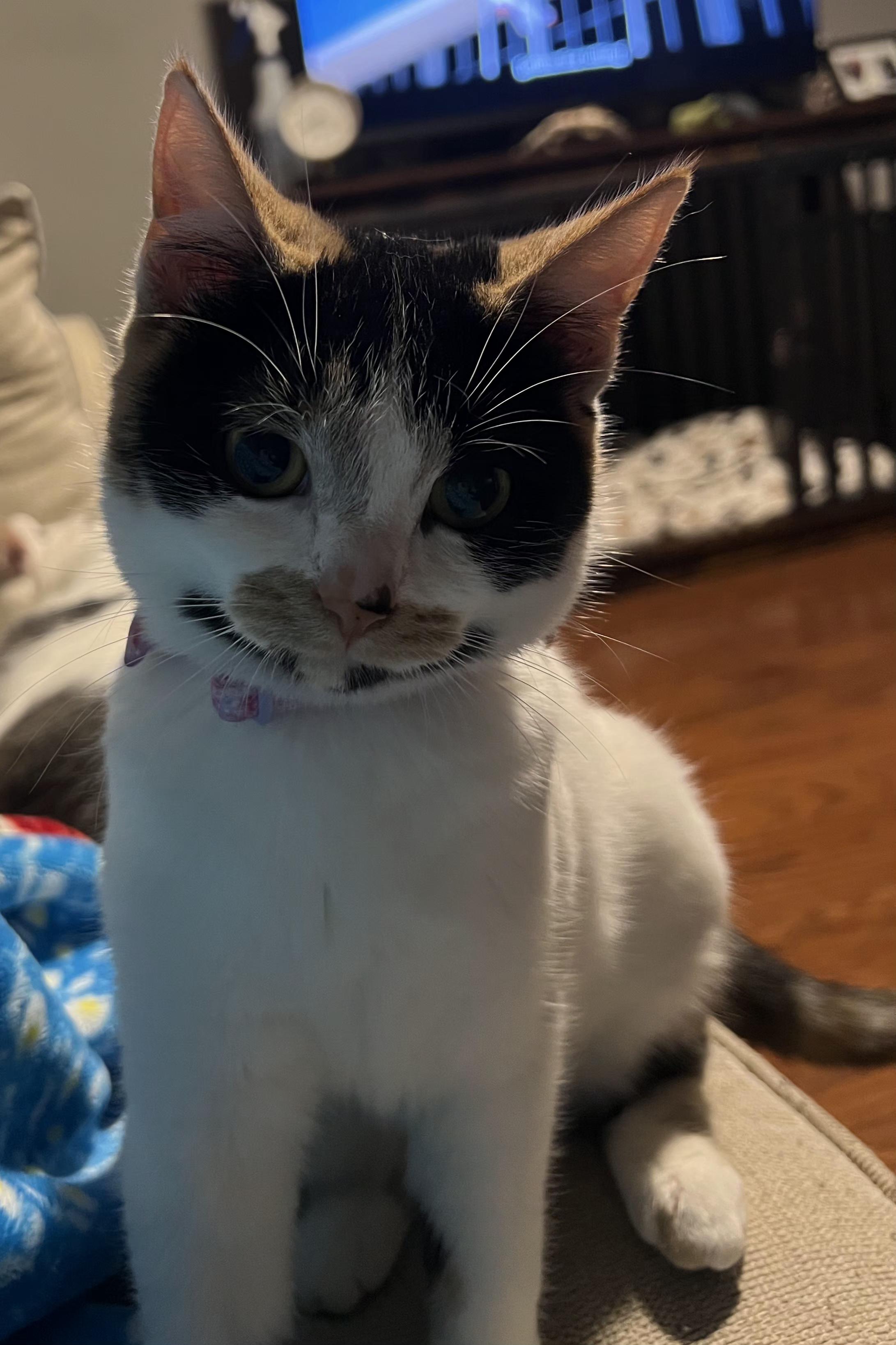 Dottie, a Adoptable Calico in Brighton, MI image 4/5