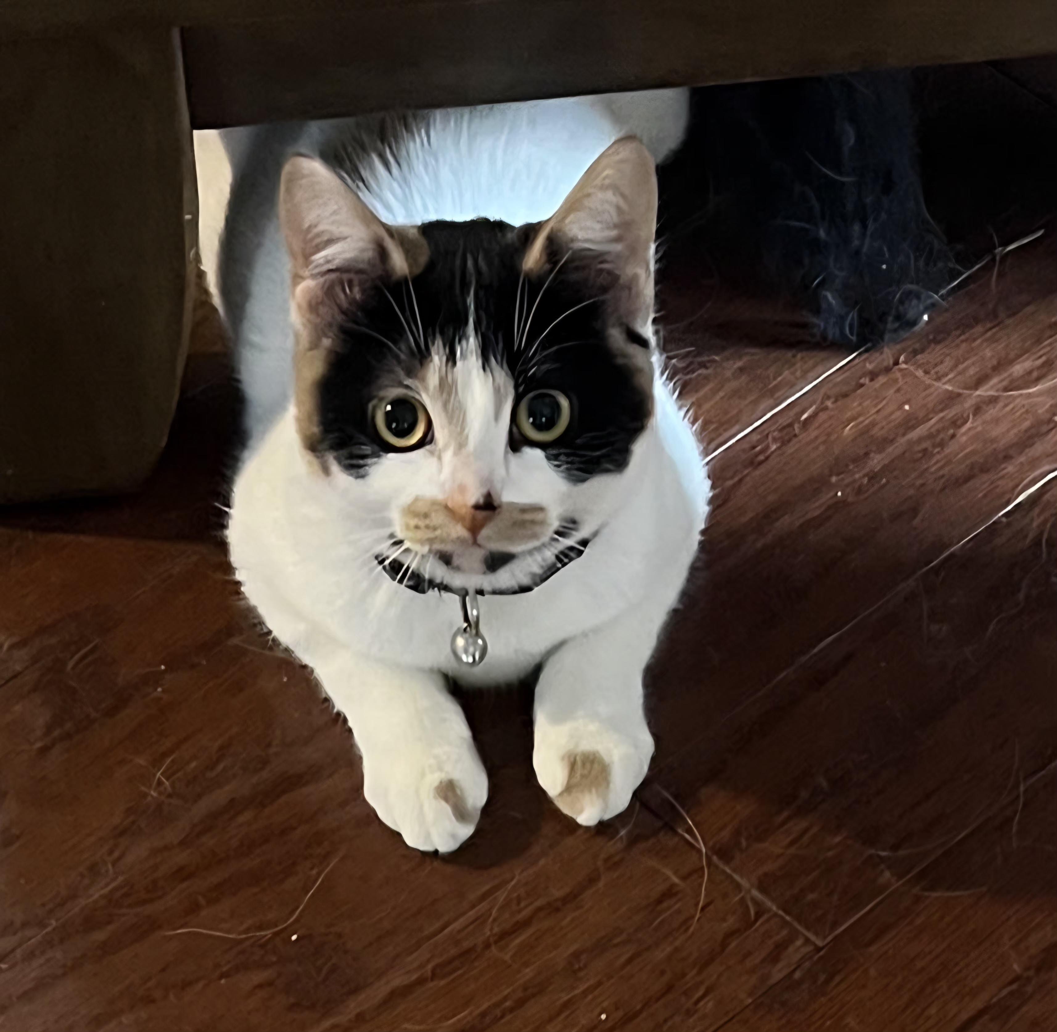 Dottie, a Adoptable Calico in Brighton, MI image 2/5