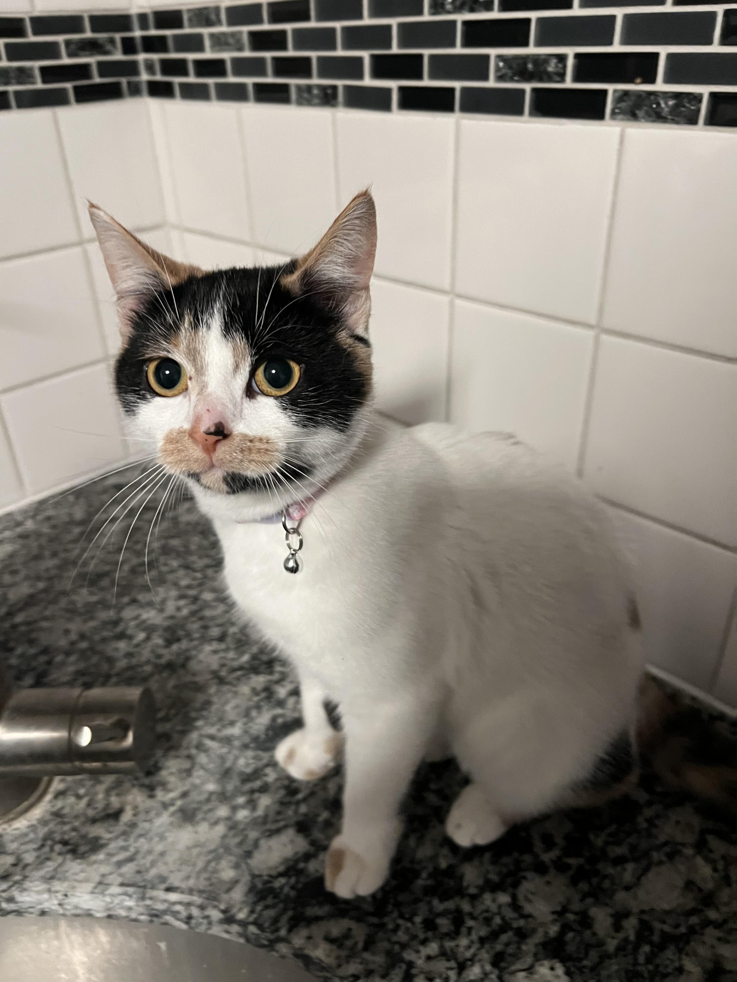 Dottie, a Adoptable Calico in Brighton, MI image 3/5