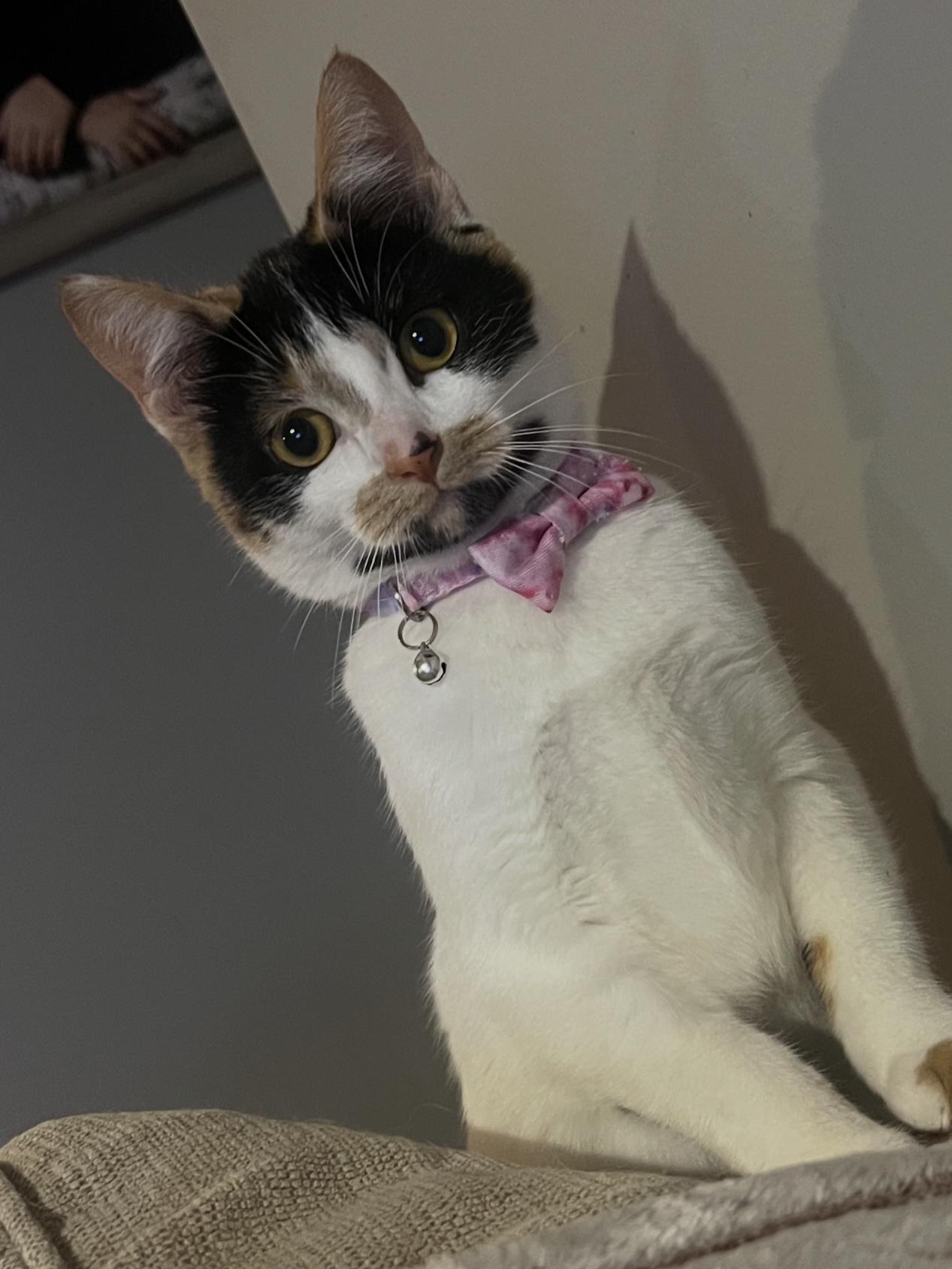 Dottie, Adoptable, Kitten Female Calico.