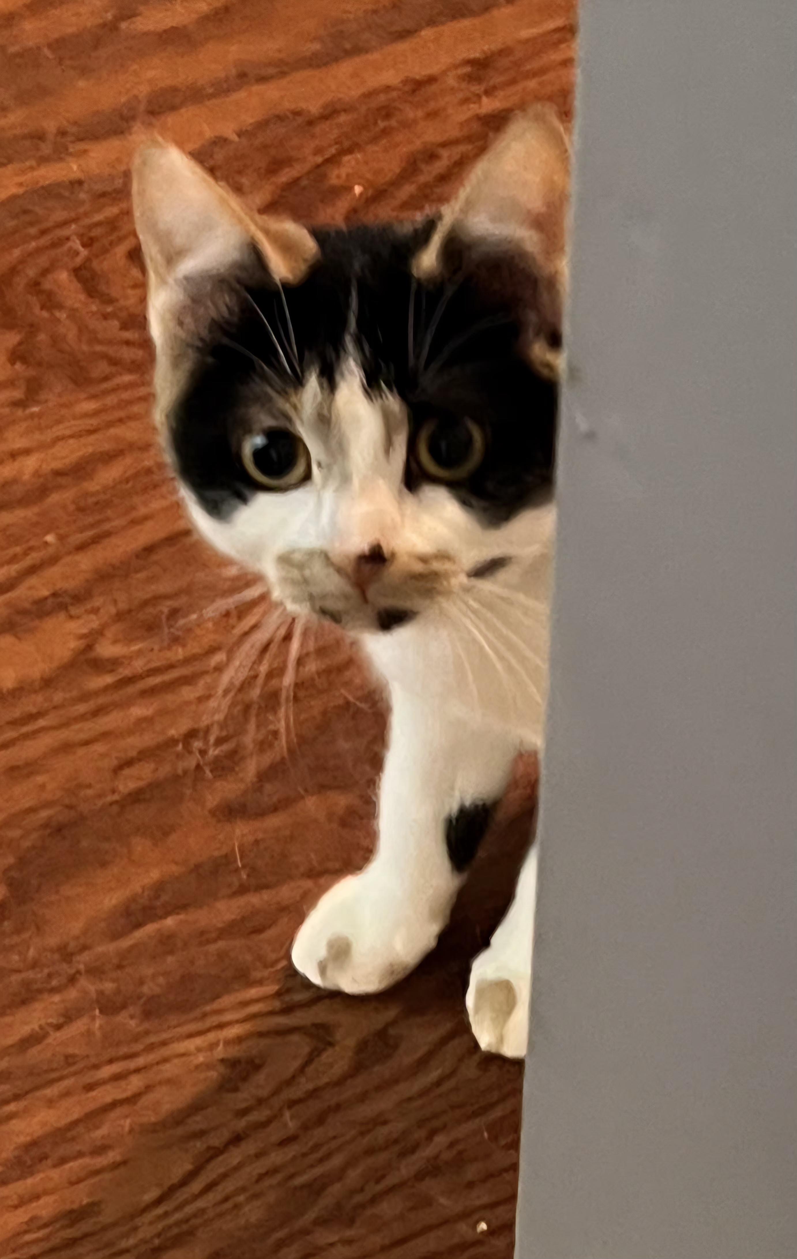 Dottie, a Adoptable Calico in Brighton, MI image 5/5