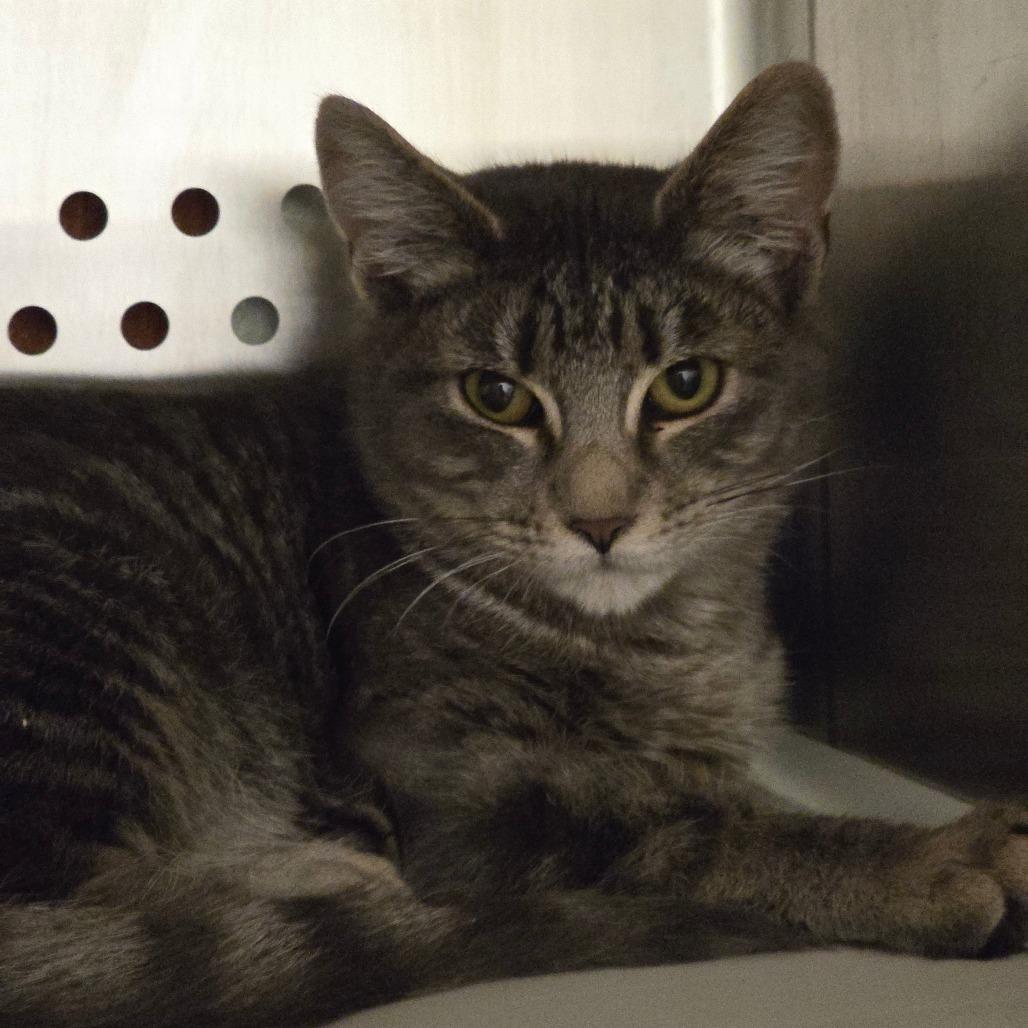 Garnet, Adoptable, Young Female Domestic Short Hair.