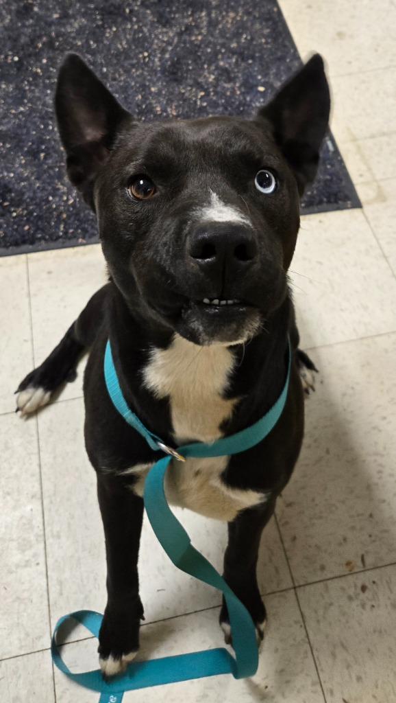 Voodoo, Adoptable, Young Male Mixed Breed.
