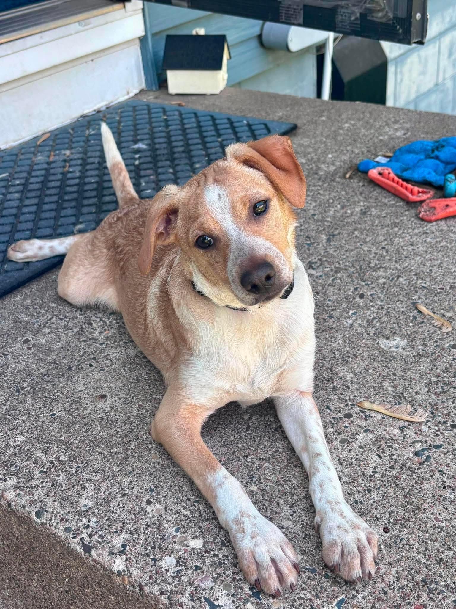 Fenri, Adoptable, Puppy Male Chihuahua.
