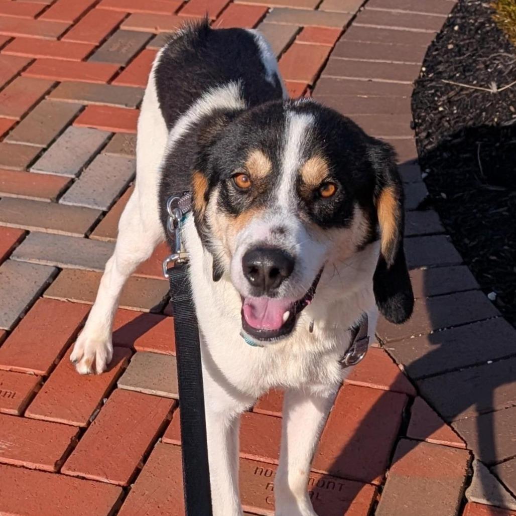 Bruce, Adoptable, Adult Male Hound.