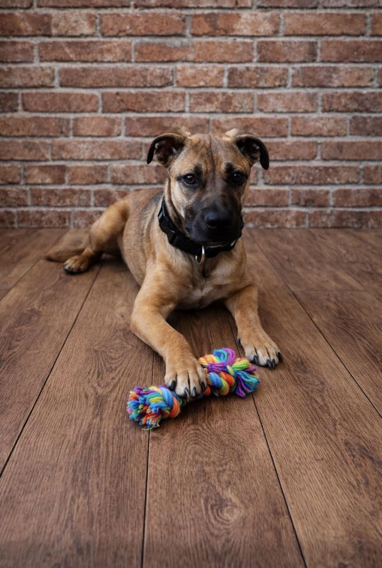 Hayden, Adopted, Young Female Black Mouth Cur & Boxer.