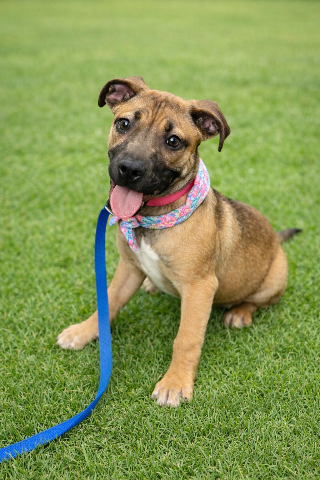 Enlarge Hayden, a Adopted mixed breed in Euless, TX image 2/3