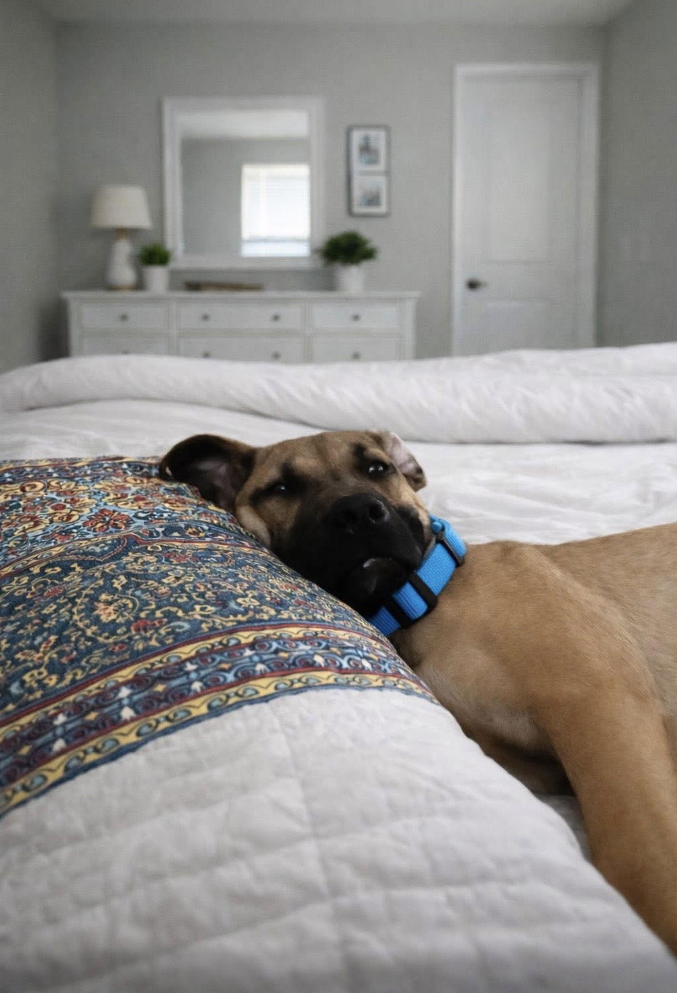 Enlarge Hayden, a Adopted mixed breed in Euless, TX image 3/3