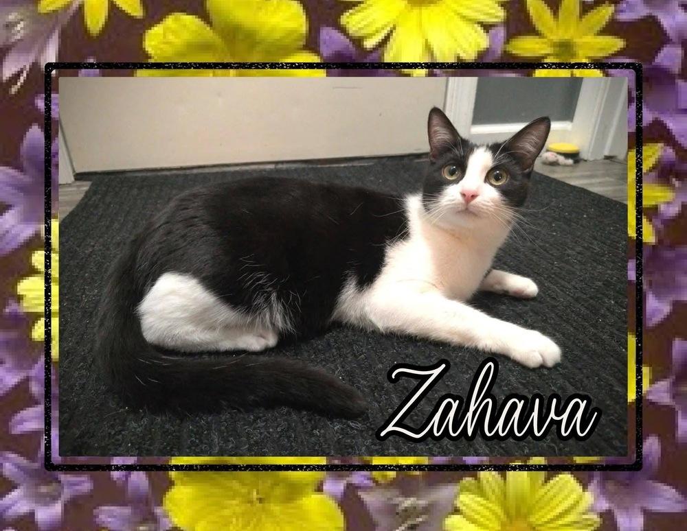Enlarge Zahava, a Adoptable Domestic Short Hair in Taylor, PA image 1/1