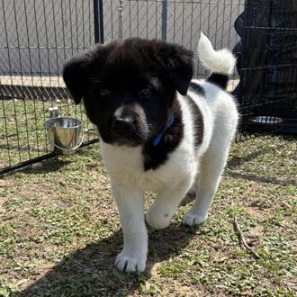 Arthur — thumbnail 3