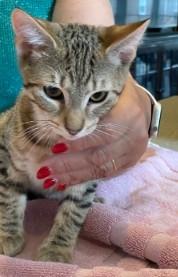 Benji, adopted, Kitten Male Abyssinian & Tiger.