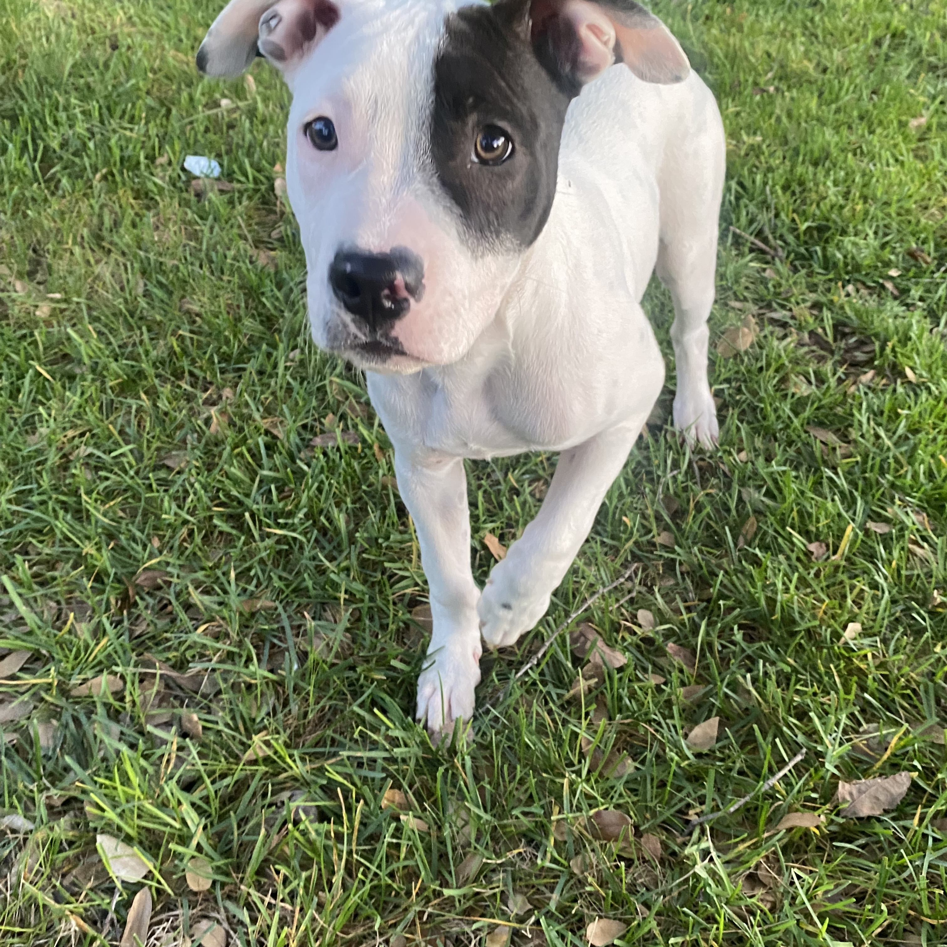 Stephan 0124, Adoptable, Adult Male American Staffordshire Terrier & Bull Terrier.
