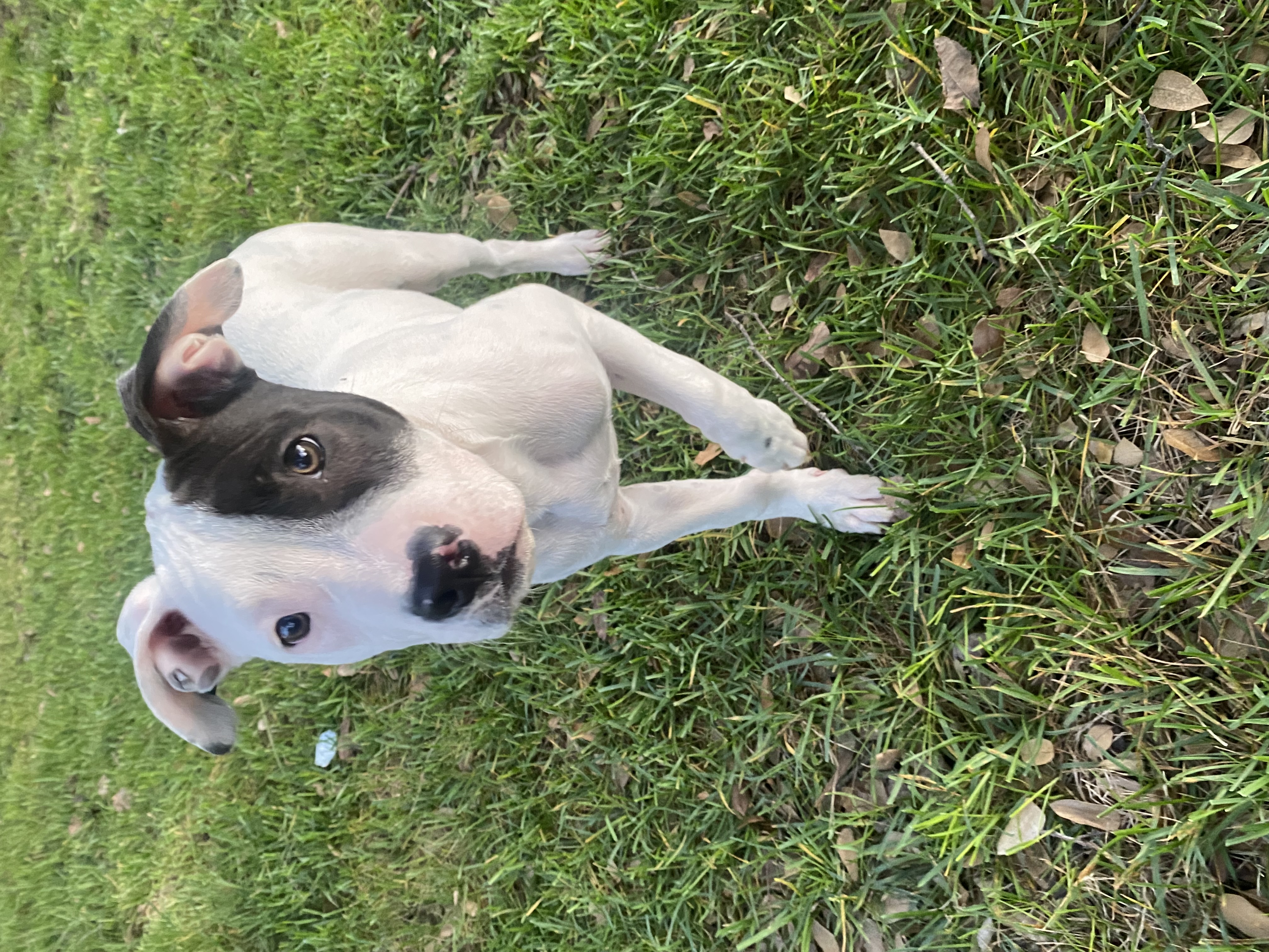 Stephan 0124, a Adoptable mixed breed in Sonora, CA image 3/5