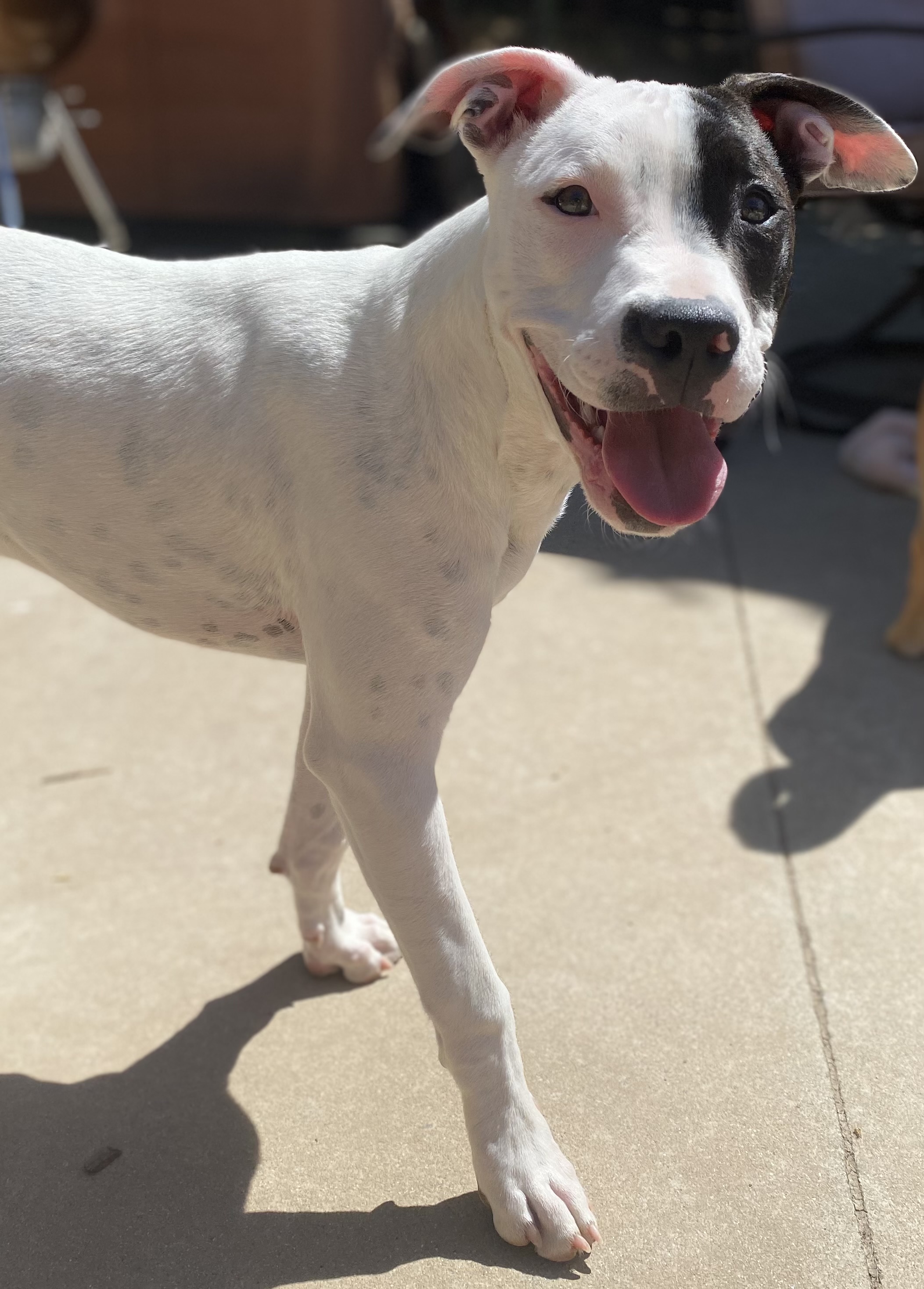 Stephan, an adoptable American Staffordshire Terrier, Bull Terrier in Sonora, CA, 95370 | Photo Image 2