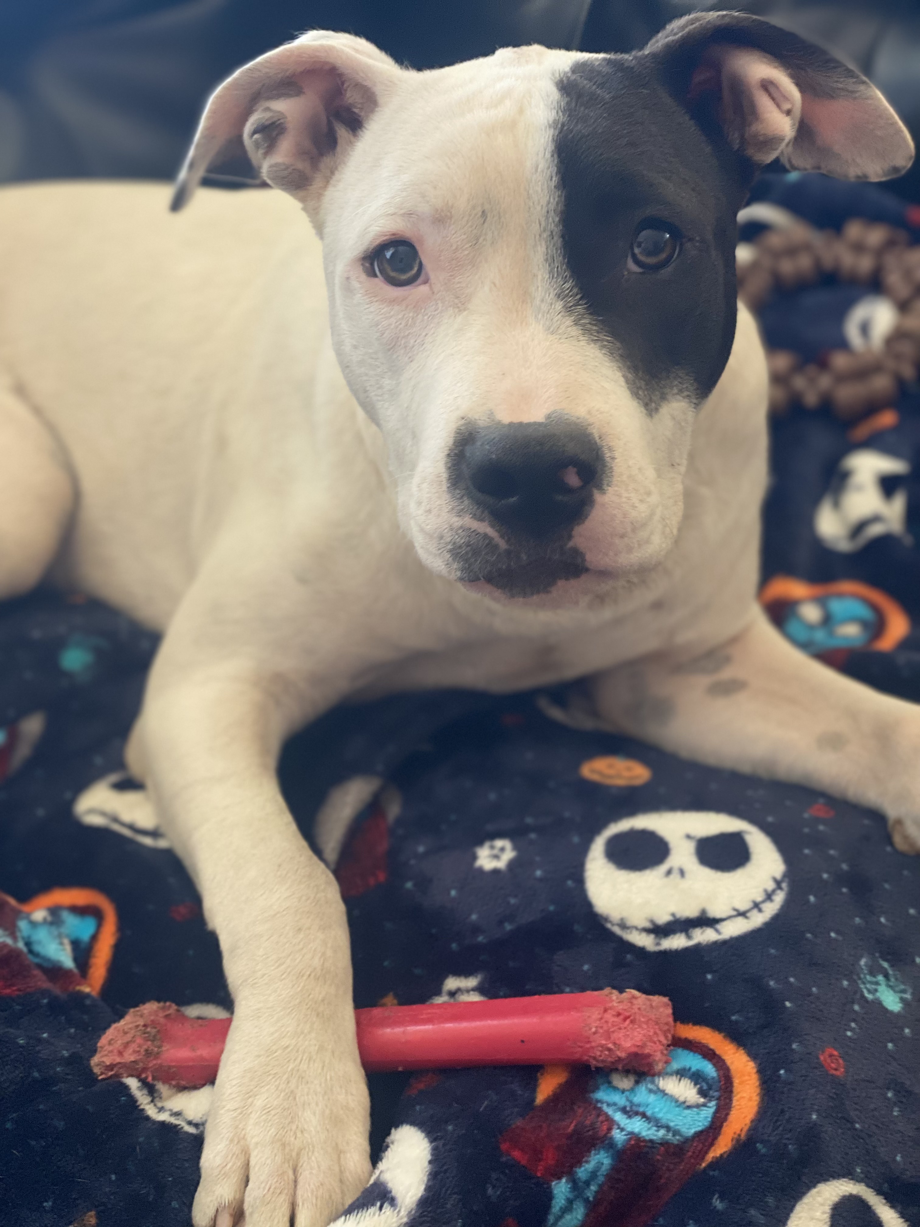 Enlarge Stephan 0124, a Adoptable mixed breed in Sonora, CA image 4/5