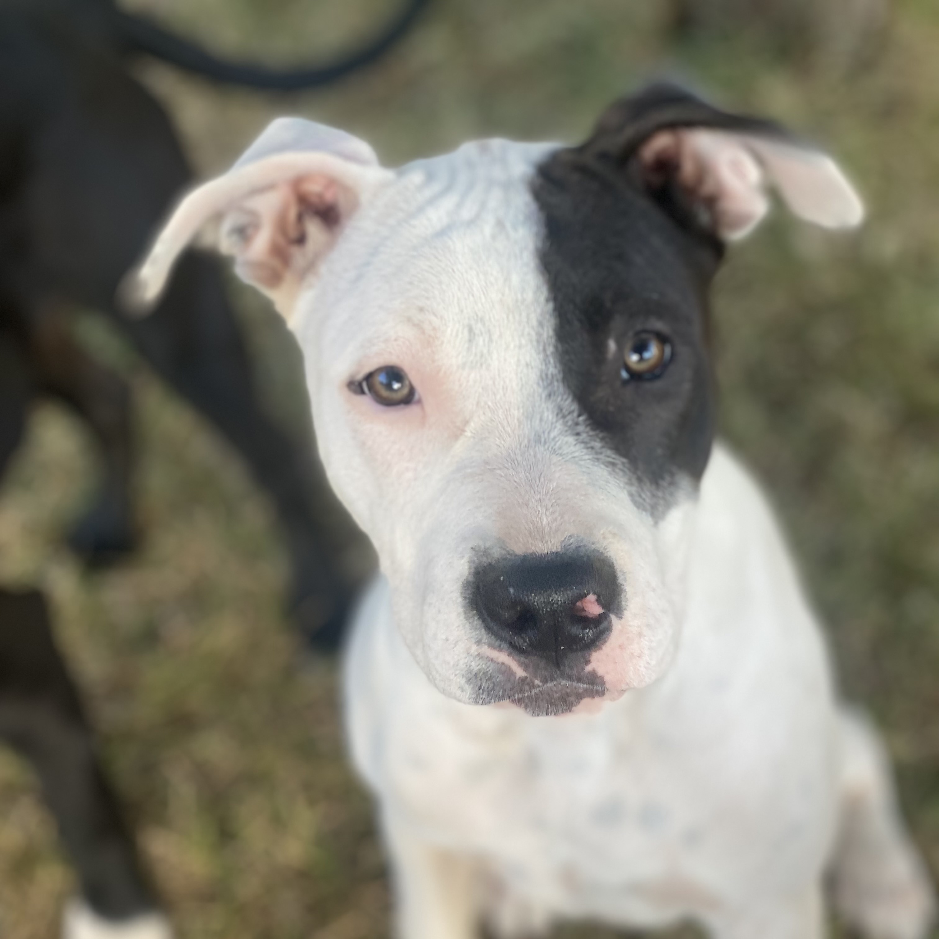 Stephan 0124, Adoptable, Young Male American Staffordshire Terrier & Bull Terrier.