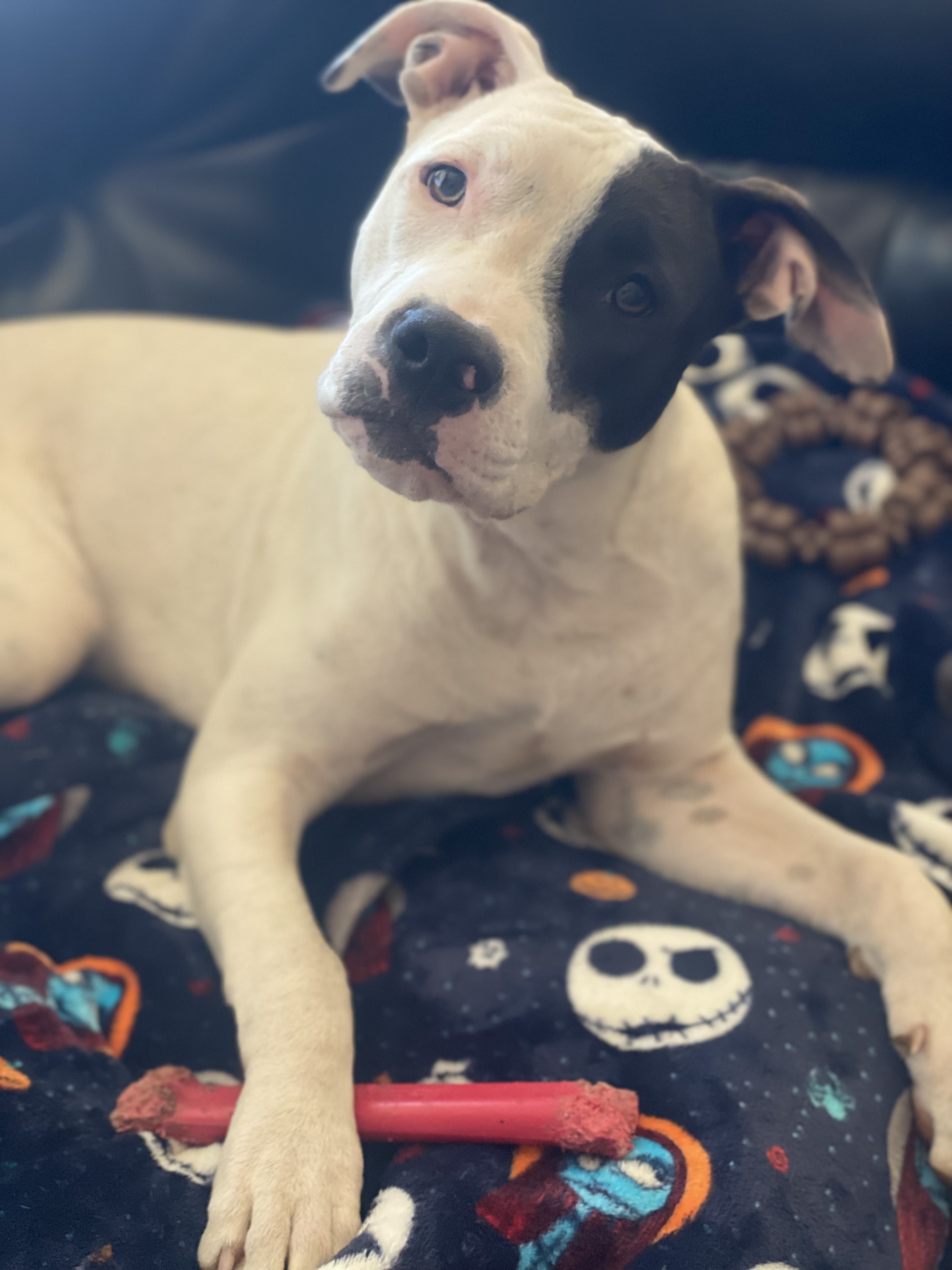 Stephan 0124, a Adoptable mixed breed in Sonora, CA image 5/5