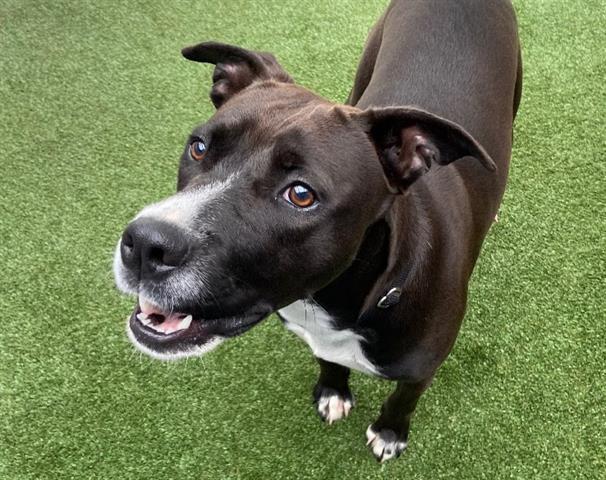 LOVEBIRD, Adoptable, Adult Female Pit Bull Terrier & Labrador Retriever.