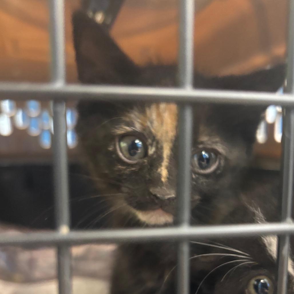 Lima, Adoptable, Kitten Female Domestic Short Hair.