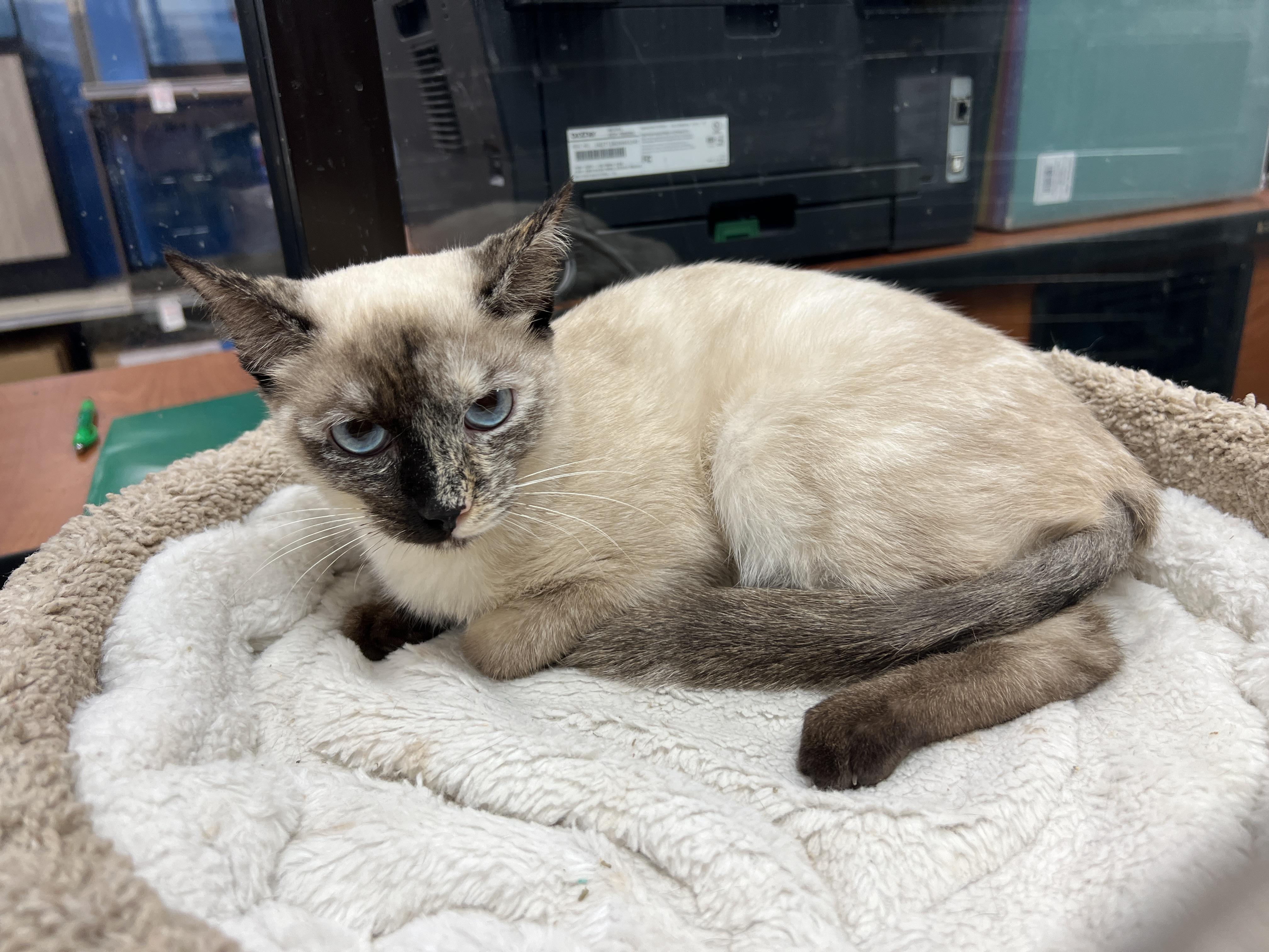 Enlarge Sakura , a ADOPTABLE mixed breed in Palmetto, FL image 2/3