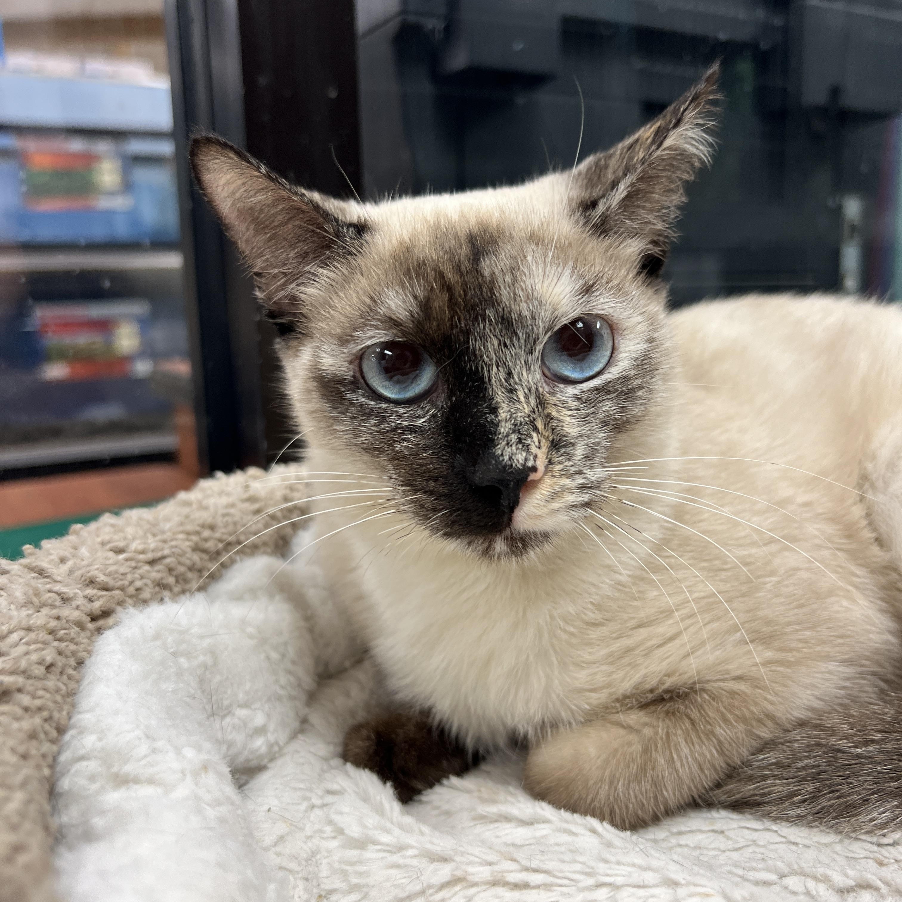 Sakura , ADOPTABLE, Adult Female Siamese.