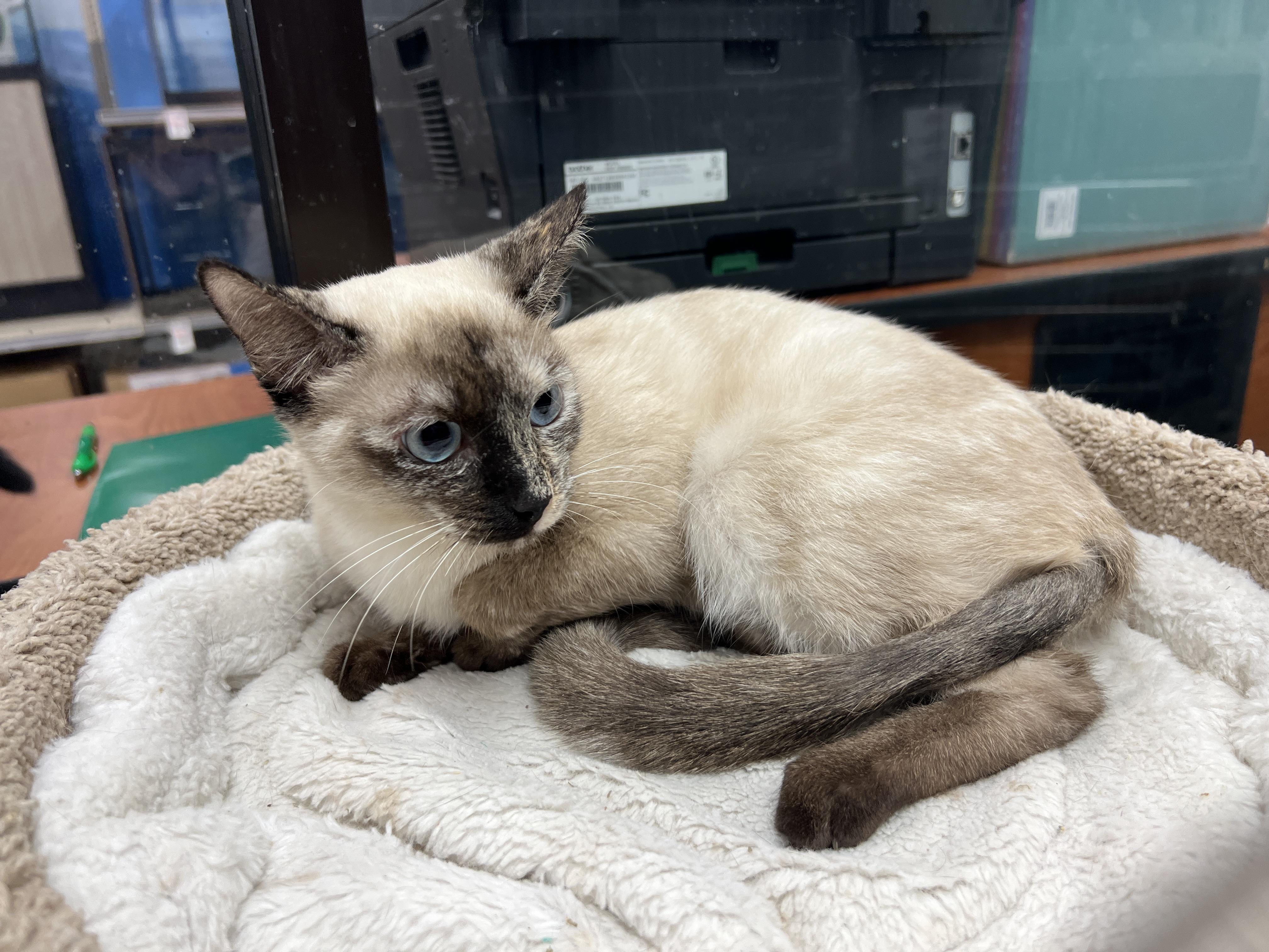 Enlarge Sakura , a ADOPTABLE mixed breed in Palmetto, FL image 3/3