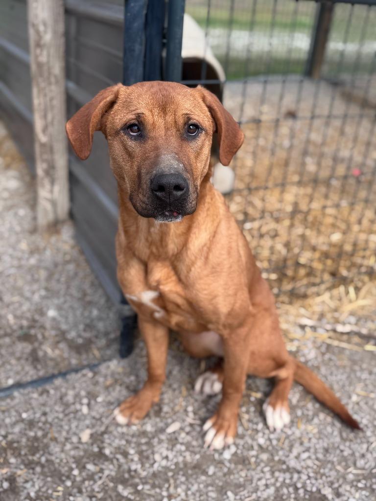 Princess, Adoptable, Young Female Mixed Breed.