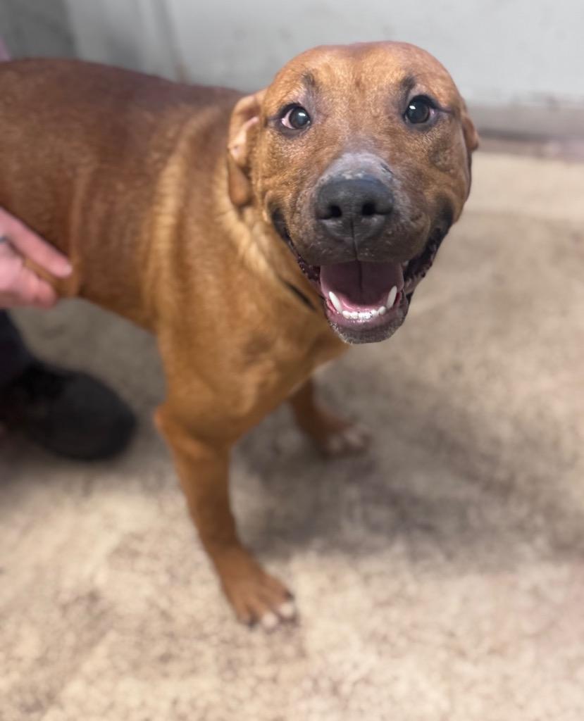 Princess, Adoptable, Young Female Mixed Breed.