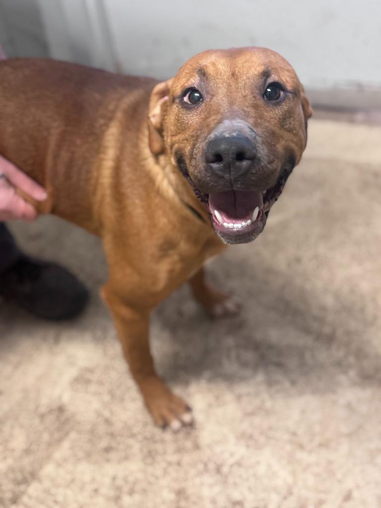 Enlarge Princess, a Adoptable mixed breed in Russellville, KY image 2/4