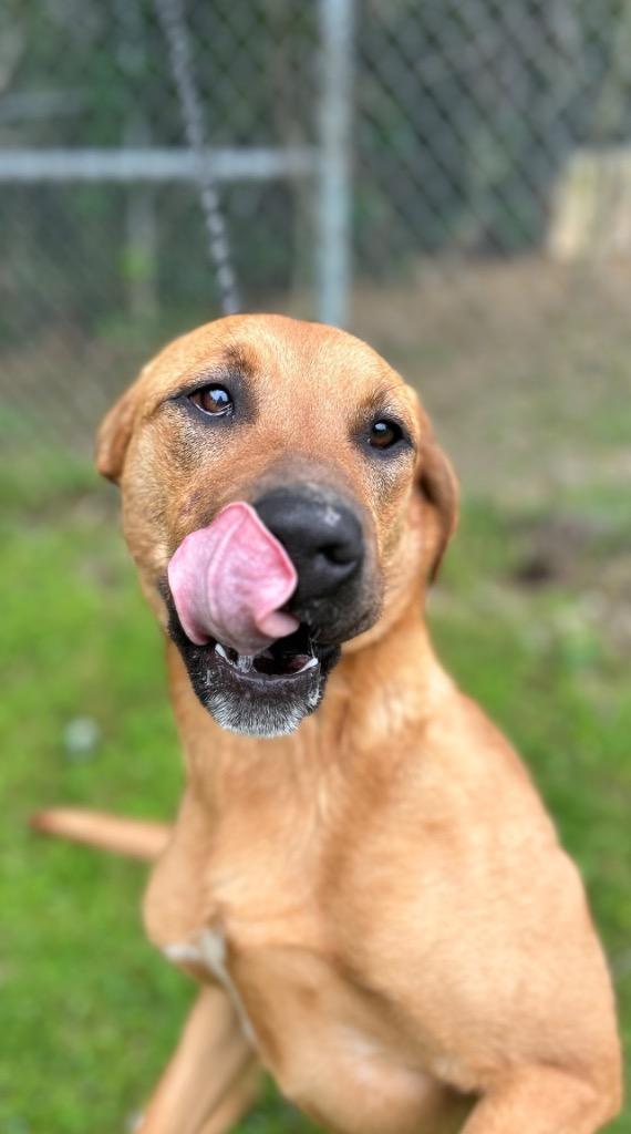 Enlarge Princess, a Adoptable Mixed Breed in Russellville, KY image 2/3