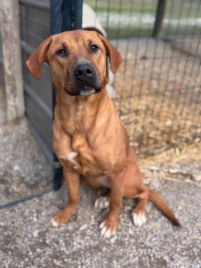 Enlarge Princess, a Adoptable mixed breed in Russellville, KY image 4/4