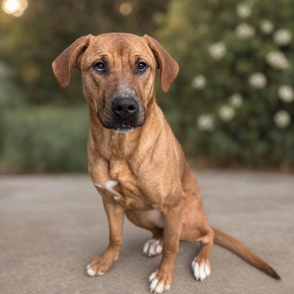 Enlarge Princess, a Adoptable Mixed Breed in Russellville, KY image 3/3