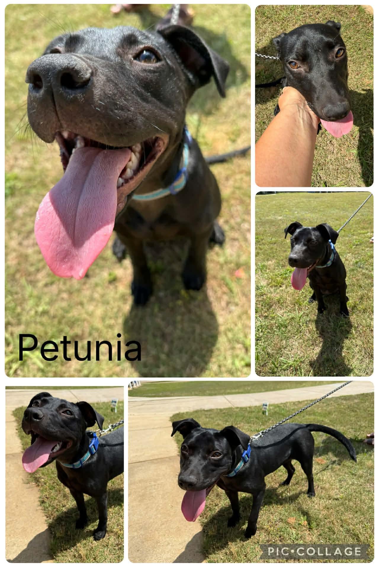 Petunia, ADOPTABLE, Young Female Labrador Retriever.
