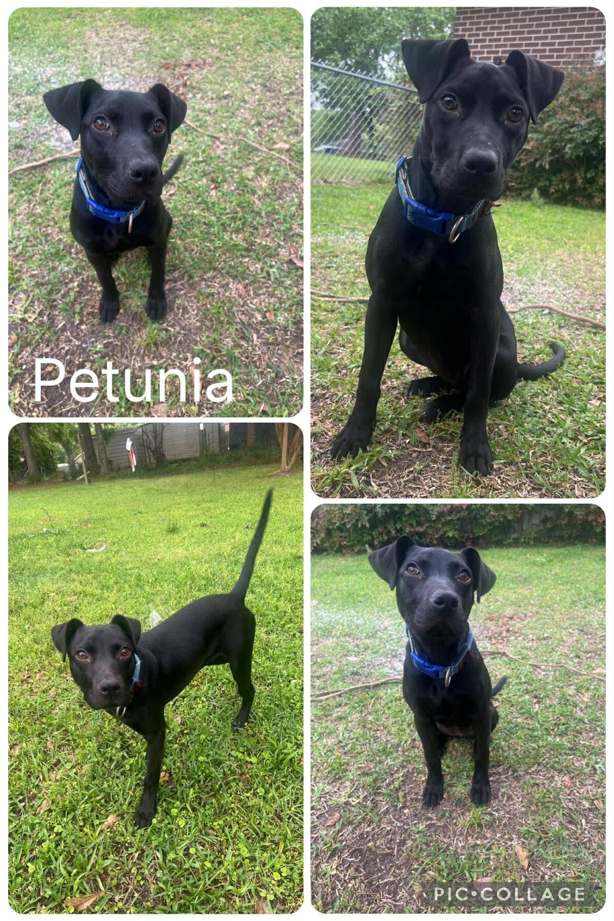 Enlarge Petunia, a ADOPTABLE mixed breed in Enterprise, AL image 1/1