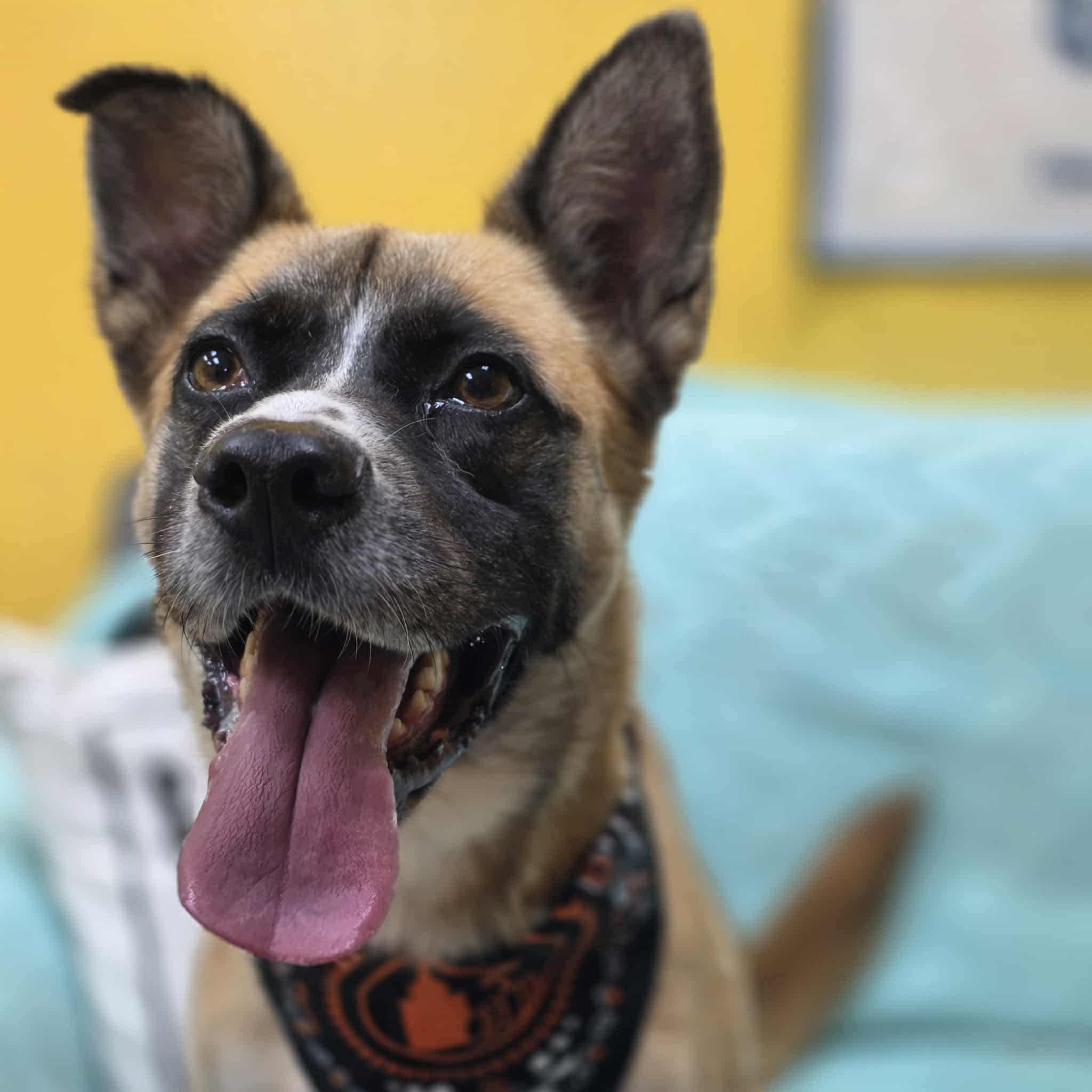 Champ, an adoptable Husky, Shepherd in Bishopville, SC, 29010 | Photo Image 1