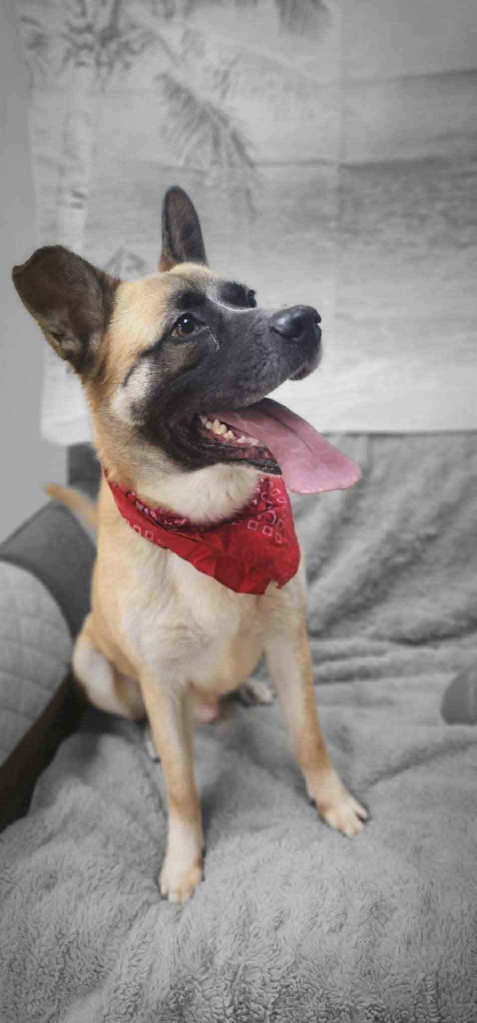 Champ, Adoptable, Adult Male Husky & Shepherd.