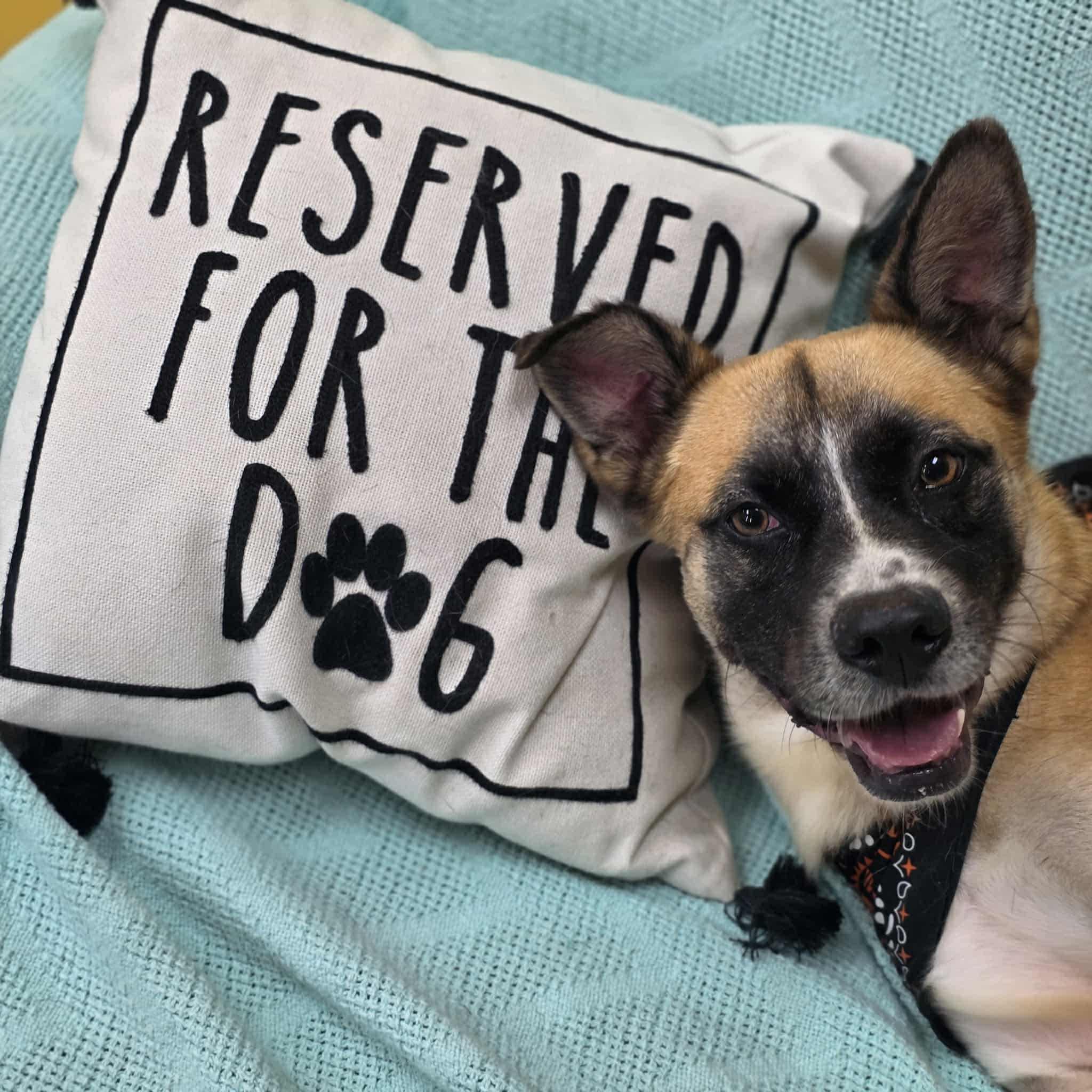 Enlarge Champ, a Adoptable mixed breed in Bishopville, SC image 6/6