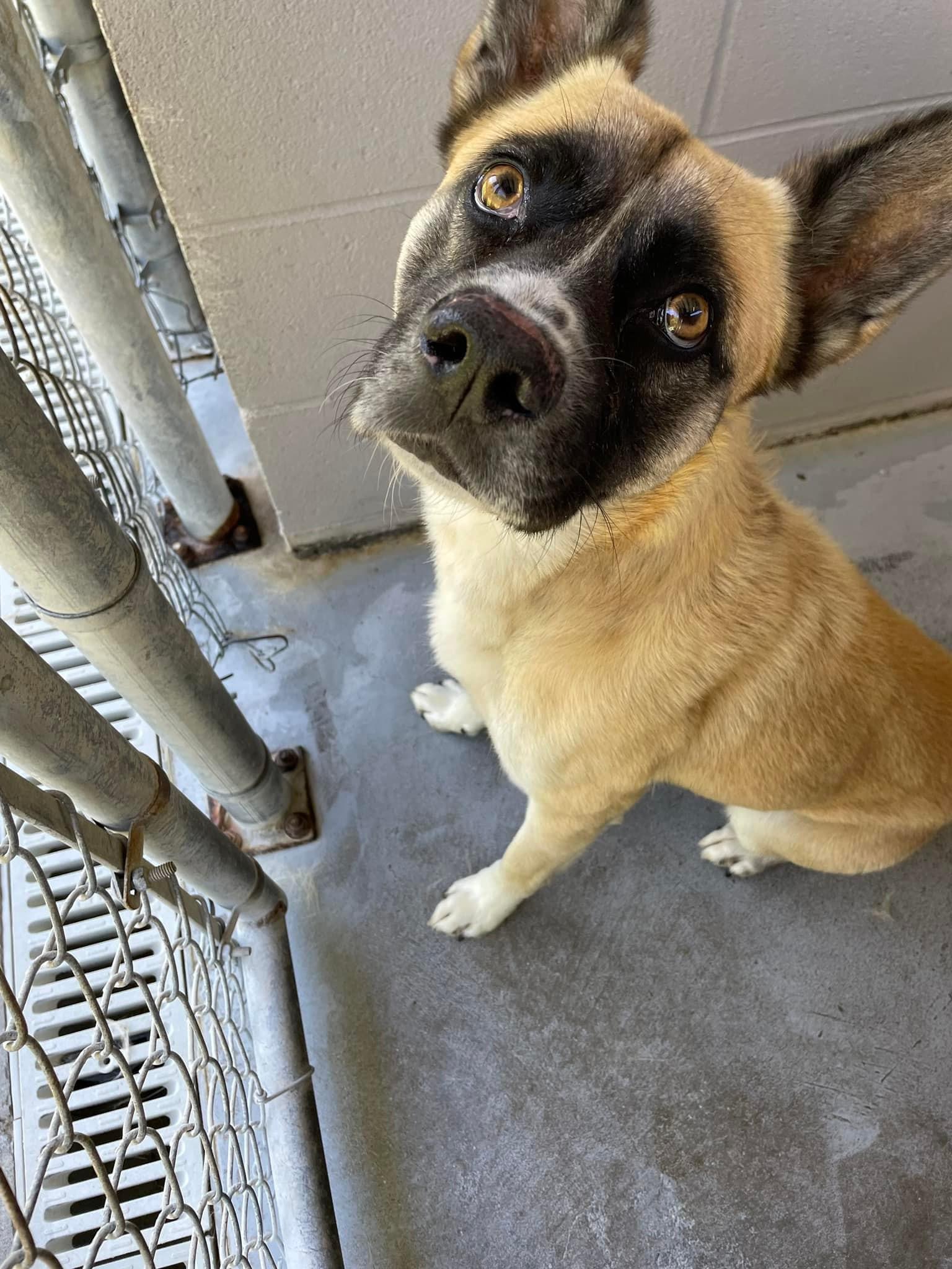 Enlarge Champ, a Adoptable mixed breed in Bishopville, SC image 4/6