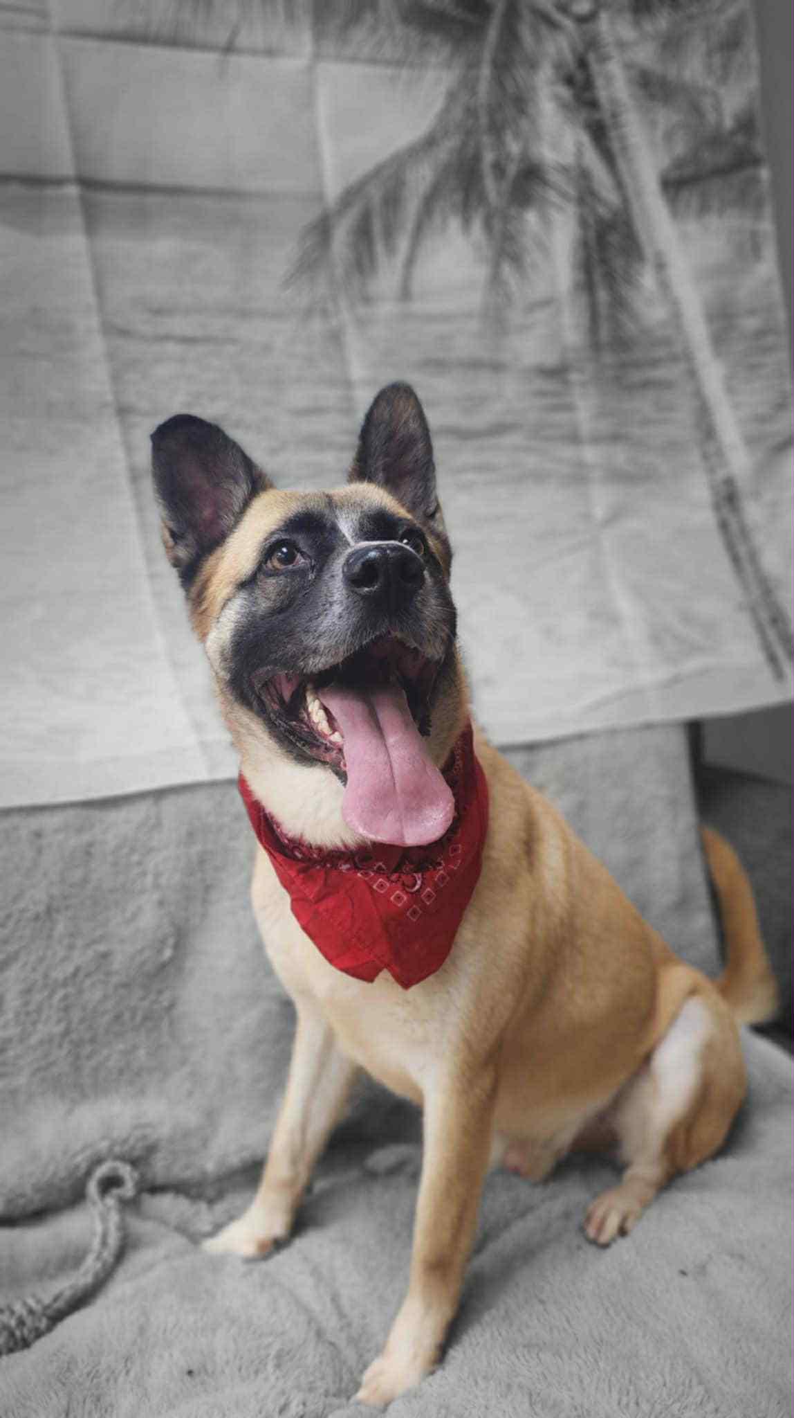 Enlarge Champ, a Adoptable mixed breed in Bishopville, SC image 3/6