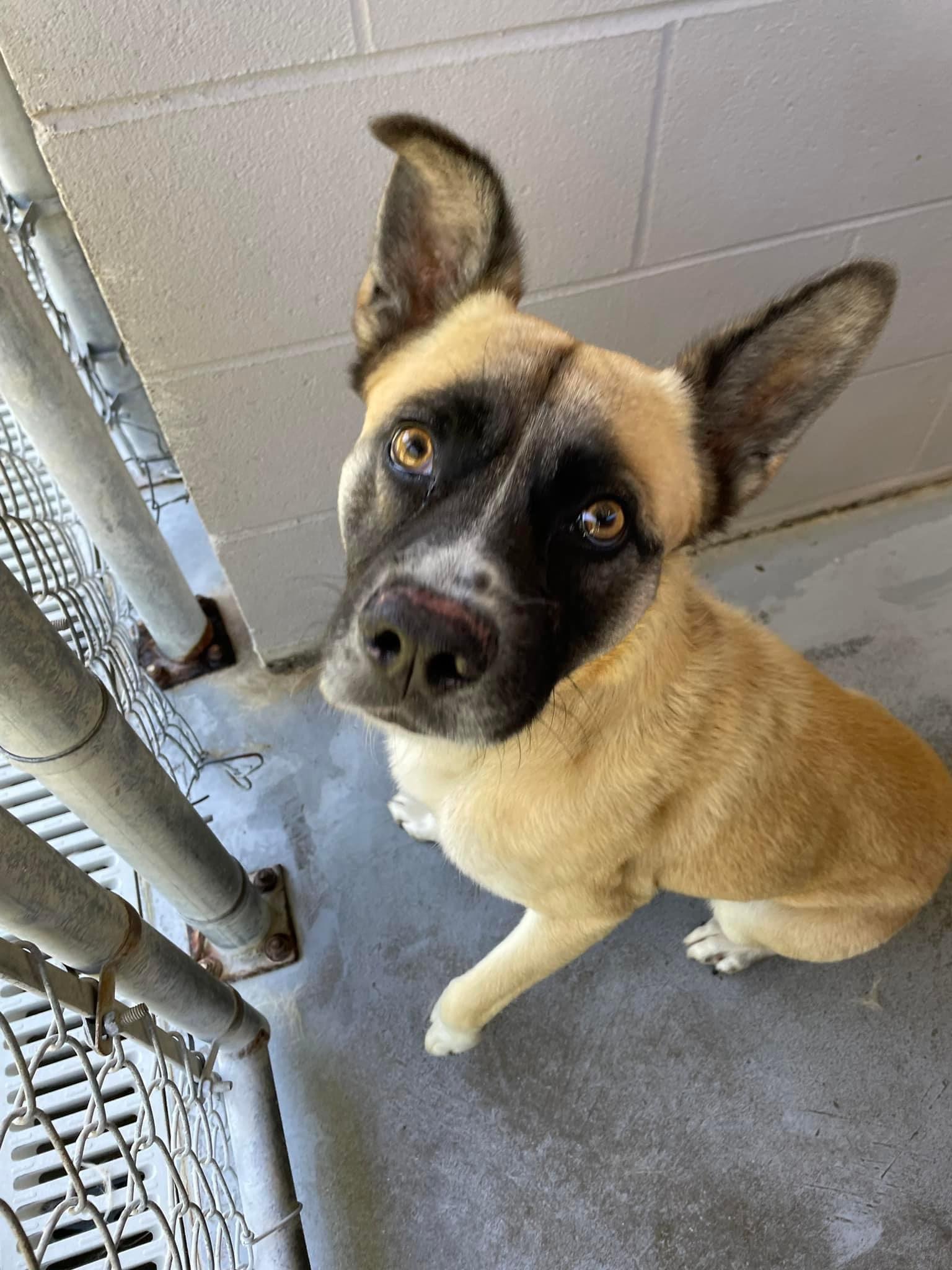 Enlarge Champ, a Adoptable mixed breed in Bishopville, SC image 5/6