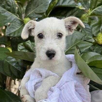 Enlarge Rosie, a Adoptable mixed breed in Honolulu, HI image 1/2